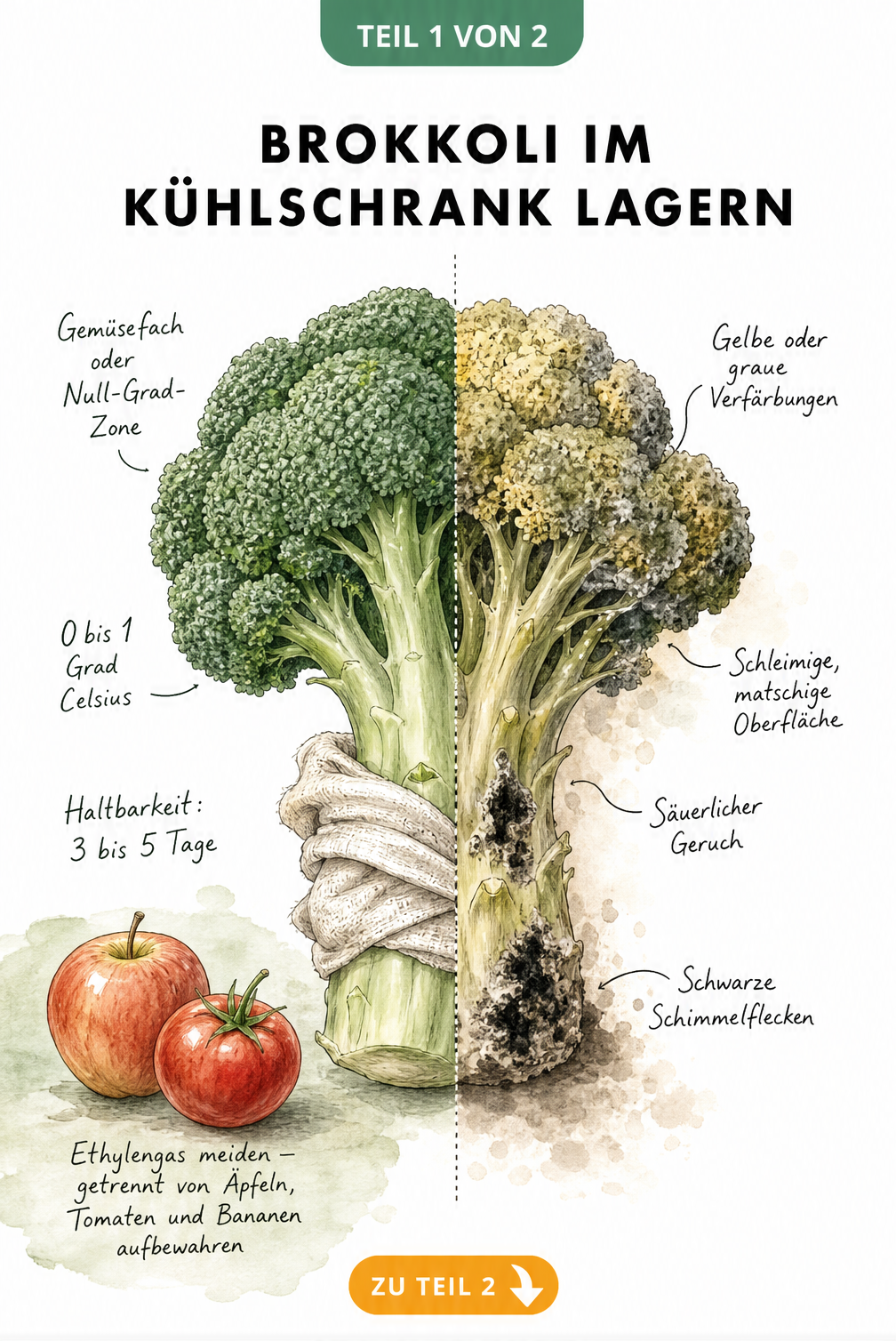 Aquarell-Illustration eines Brokkolikopfes, der links frisch in einem feuchten Tuch liegt und rechts Verderb-Merkmale wie gelbe Verfärbungen zeigt.