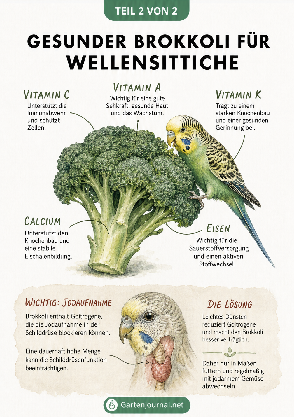 Botanische Zeichnung eines Brokkoliröschens mit einem Wellensittich, die Vitamine, Mineralstoffe und die Wirkung auf die Jodaufnahme erklärt