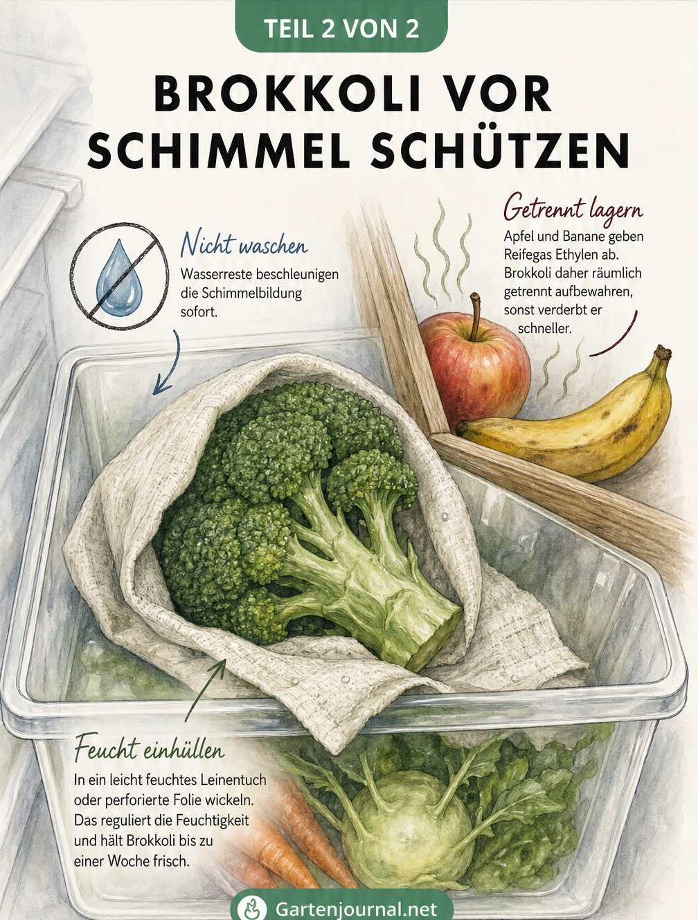 Aquarell-Zeichnung eines Brokkolis im Kühlschrank-Gemüsefach, eingewickelt in ein feuchtes Tuch, getrennt von Äpfeln und Bananen.