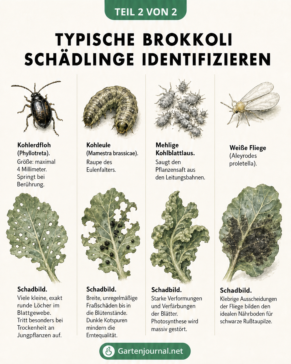 Illustration von vier typischen Brokkoli-Schädlingen und ihren Fraßbildern: Kohlerdfloh, Kohleule, Mehlige Kohlblattlaus und Weiße Fliege.