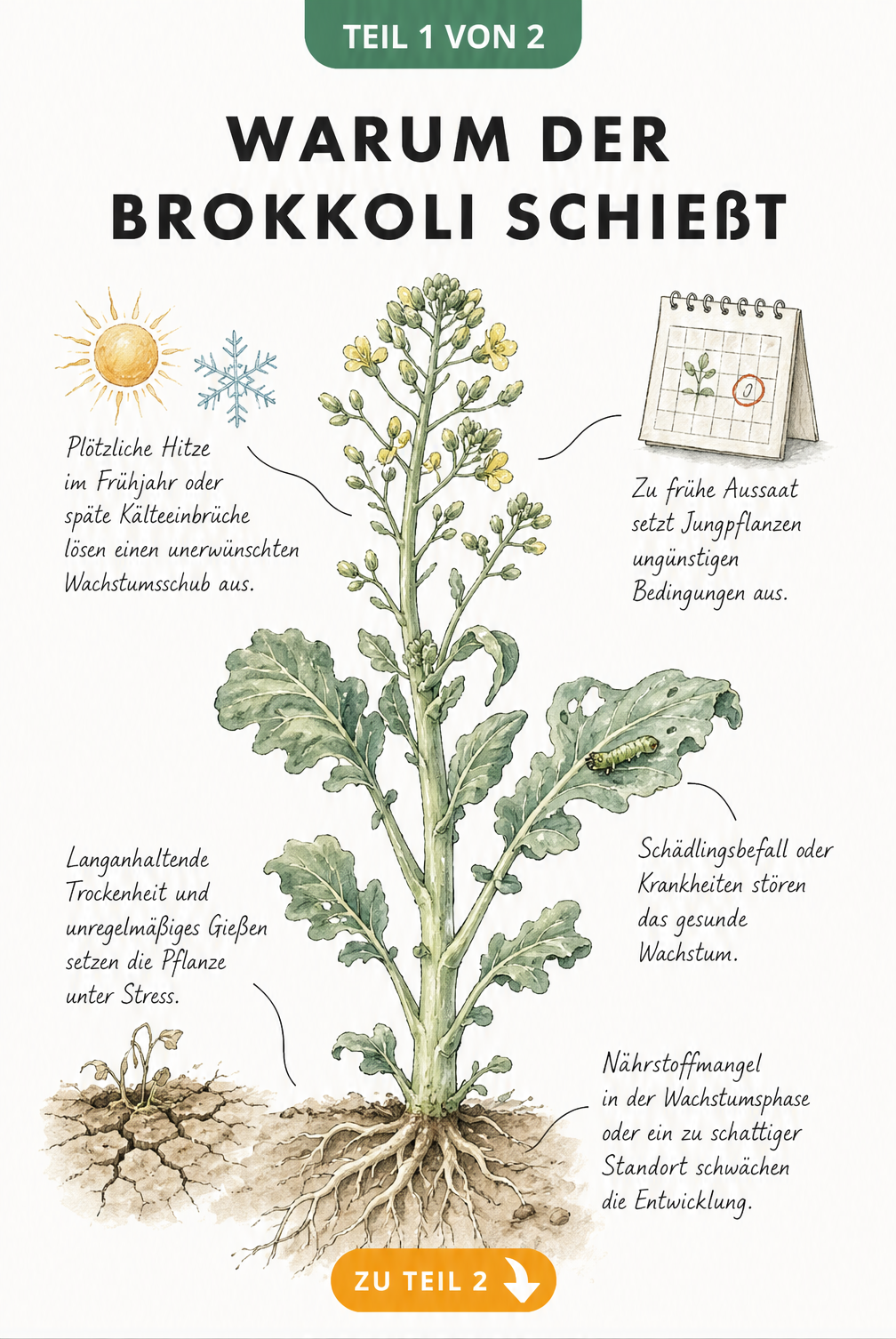 Botanische Illustration einer schießenden Brokkolipflanze mit Erklärungen zu Stressfaktoren wie Hitze, Trockenheit und Nährstoffmangel