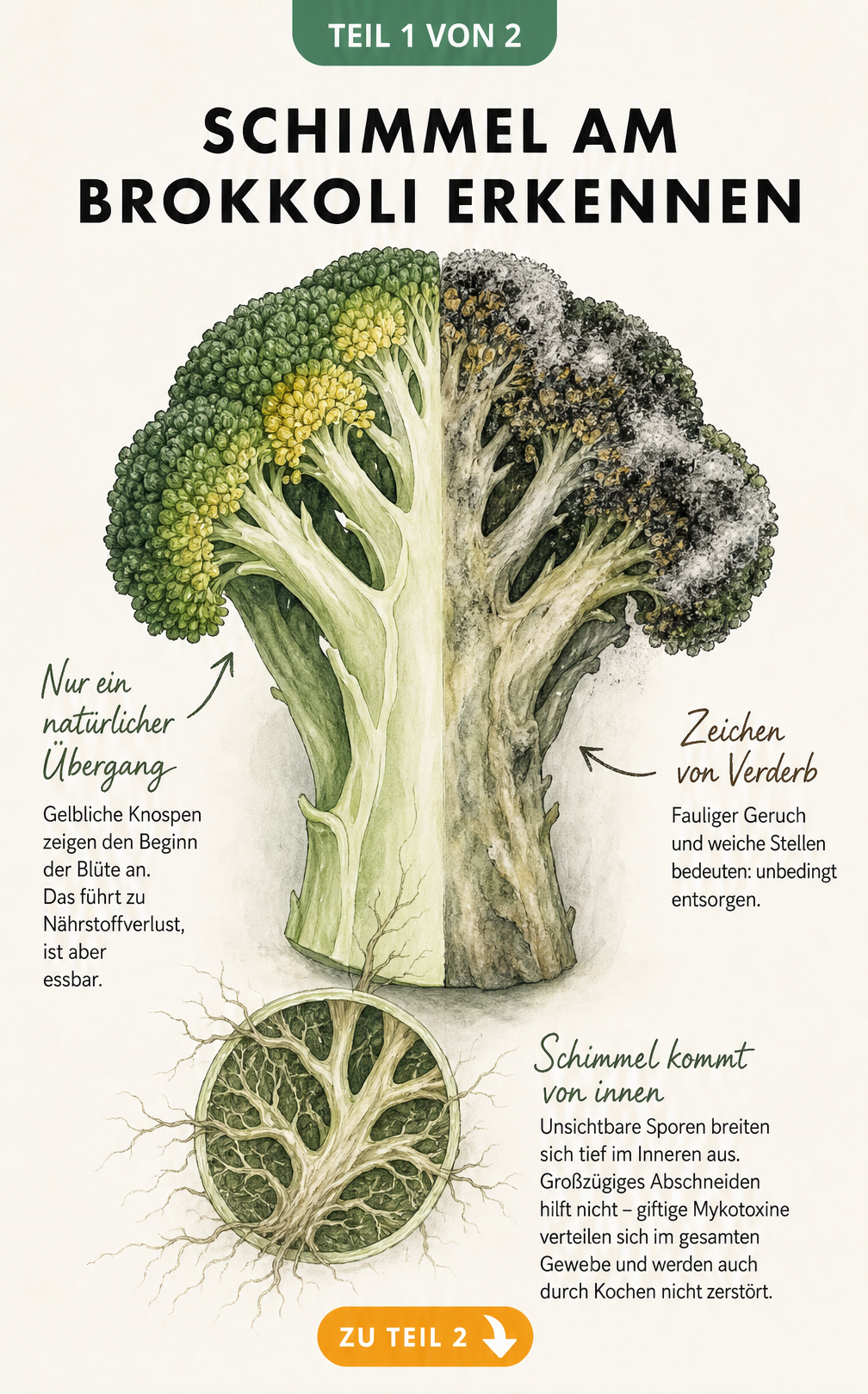 Botanische Illustration eines aufgeschnittenen Brokkolis, die zeigt, wie sich Schimmel im Inneren ausbreitet und welche Stellen essbar bleiben.