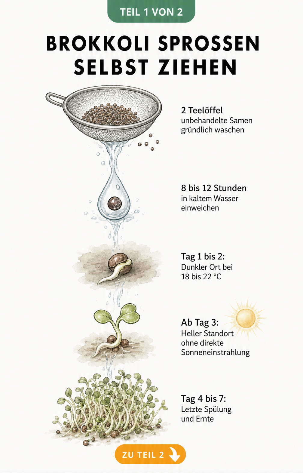 Botanische Illustration des Keimprozesses von Brokkoli-Sprossen vom Samen bis zur Ernte