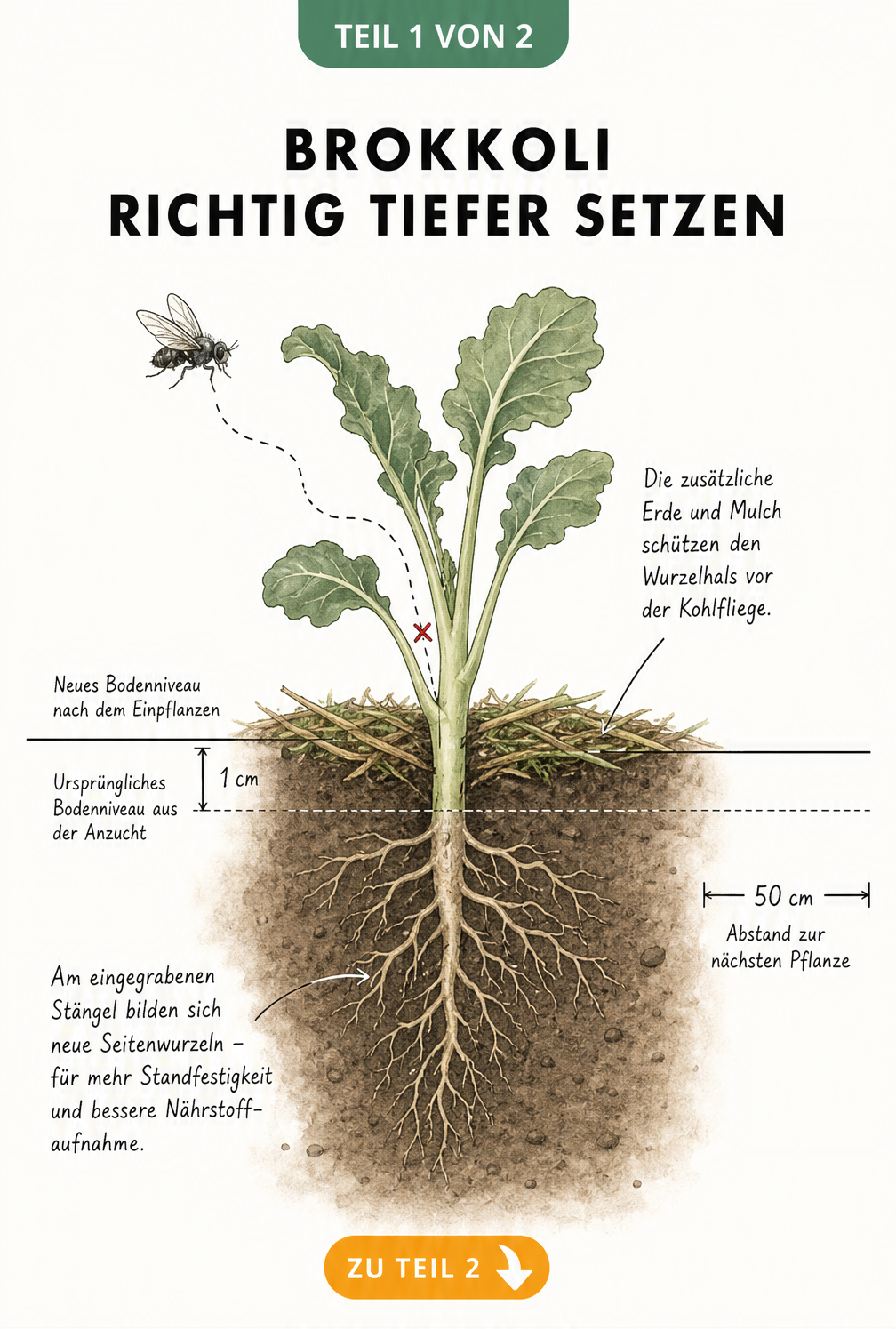 Botanische Querschnitt-Illustration einer jungen Brokkolipflanze im Beet, die 1 cm tiefer gesetzt wurde, mit neuen Seitenwurzeln und Mulchschicht gegen...