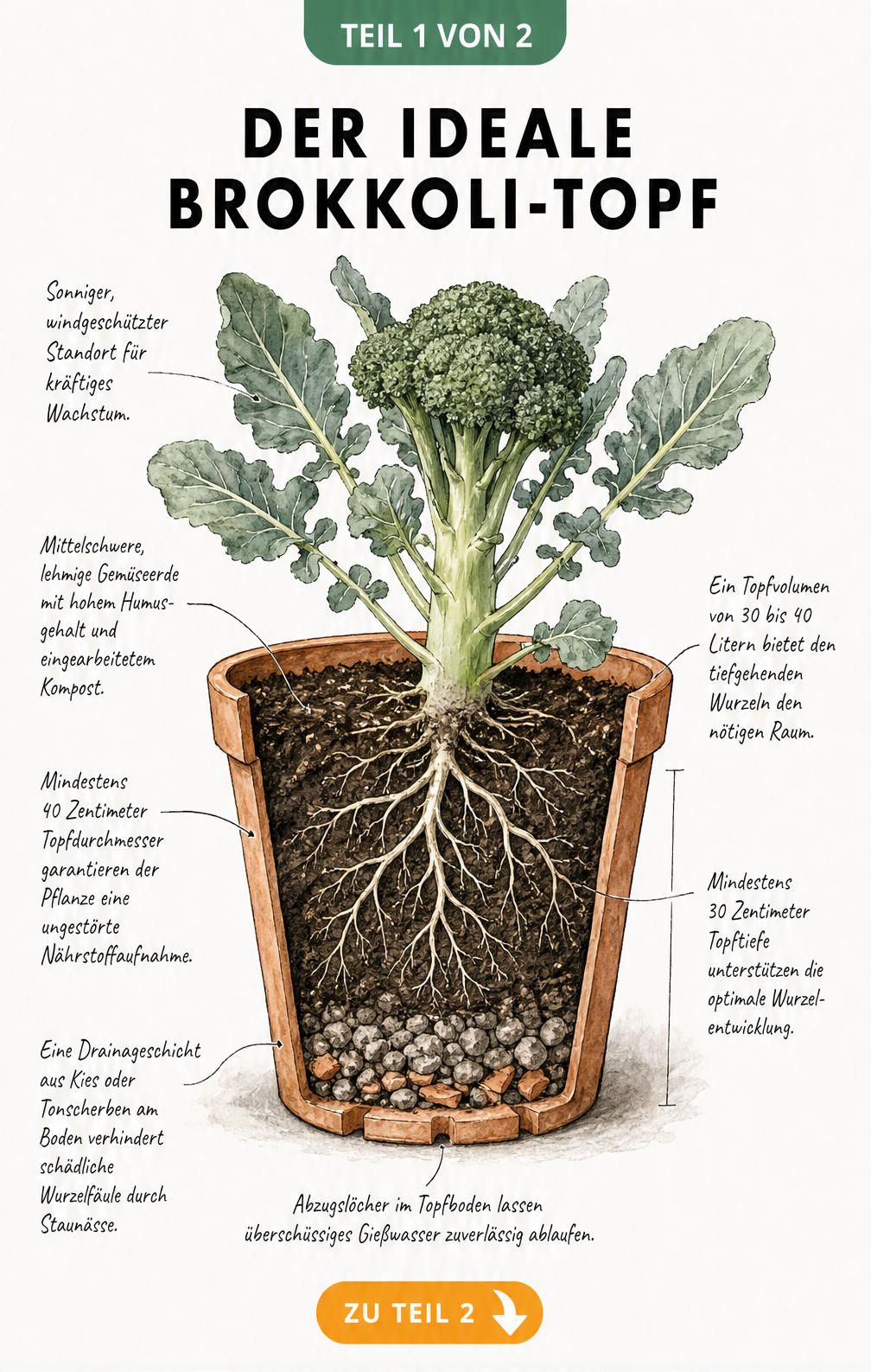 Botanische Querschnitt-Illustration eines Terrakotta-Topfes mit einer Brokkolipflanze, die Erdschichten, Wurzelwerk und Topfgröße zeigt.