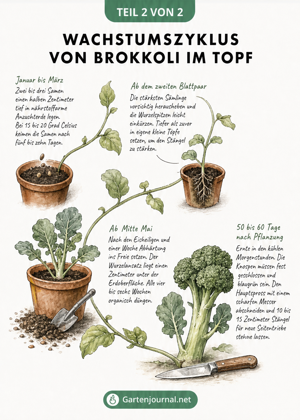 Illustration des Wachstumszyklus von Brokkoli im Topf, von der Aussaat über den Keimling bis zur Ernte.