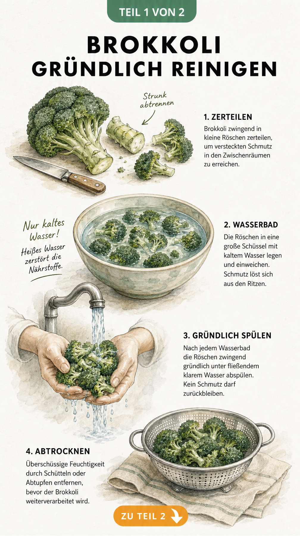 Illustration der vier Schritte zum Brokkoli waschen: Zerteilen, kaltes Wasserbad, Abspülen und Trocknen im Sieb