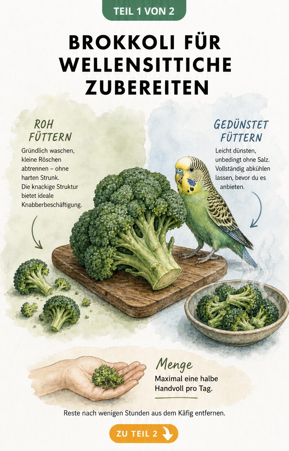 Illustration eines Brokkolikopfes mit einem Wellensittich, der die rohe und gedünstete Zubereitung von Brokkoli für Vögel zeigt