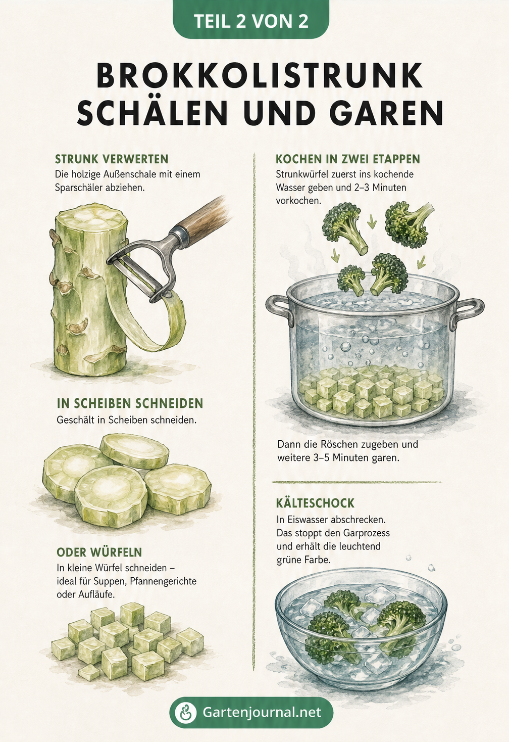 Illustration zum Schälen des Brokkolistrunks und dem zeitversetzten Garen von Strunk und Röschen