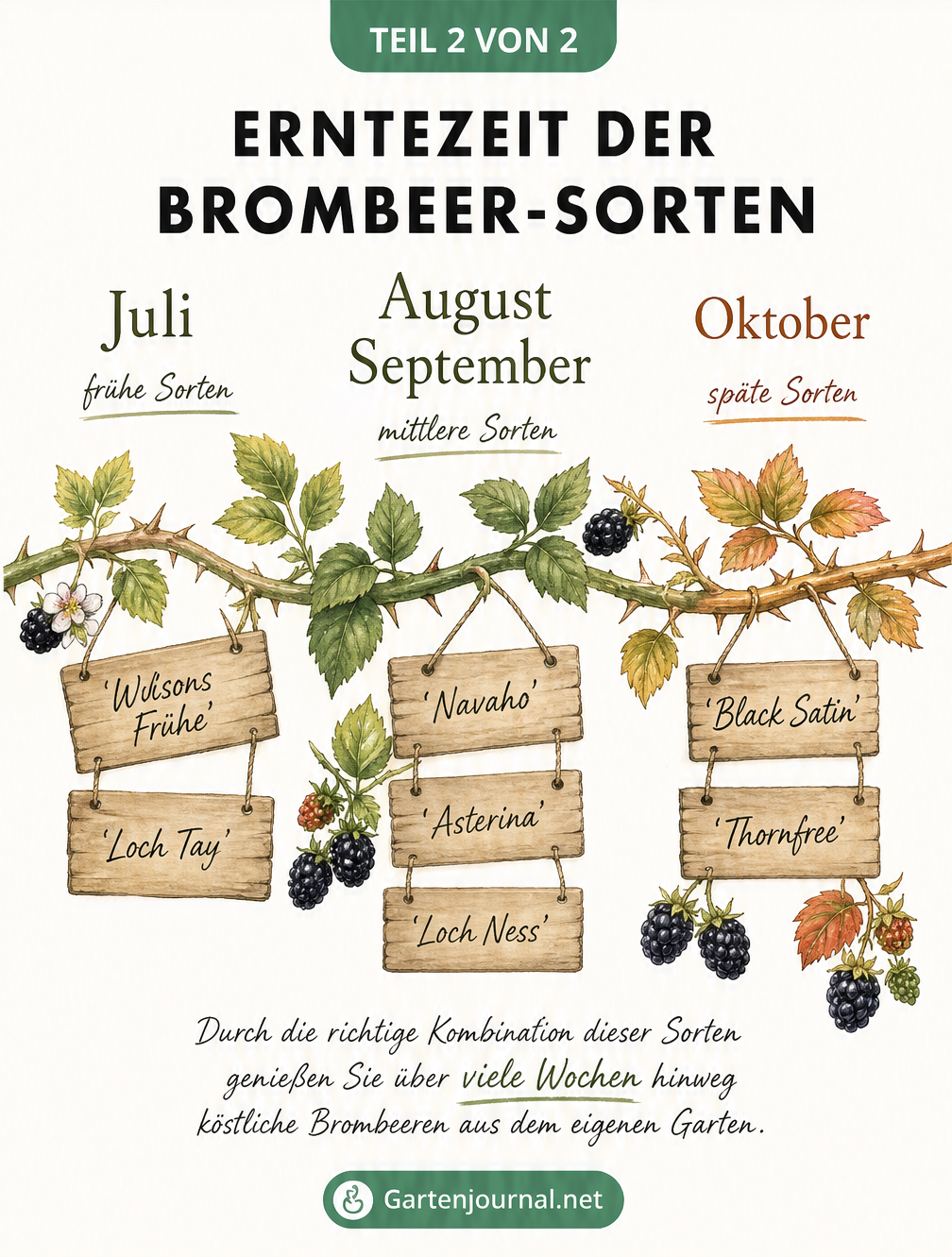 Illustrierte Zeitleiste einer Brombeerranke von Juli bis Oktober, die frühe, mittlere und späte Brombeersorten wie Loch Tay, Navaho und Black Satin zeigt.