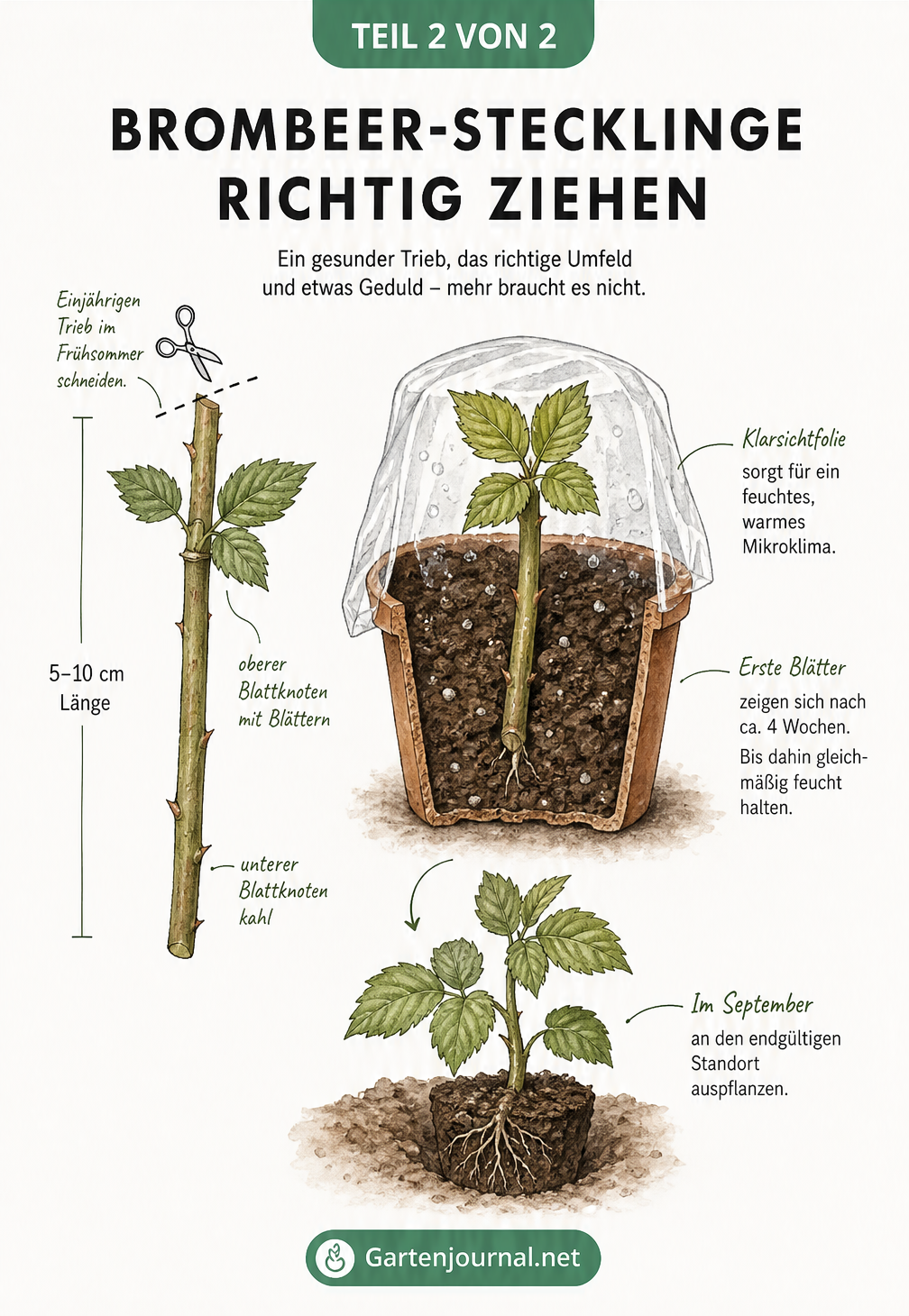 Zeichnung eines Brombeertriebes, der als Steckling geschnitten und in einen Anzuchttopf mit feuchter Erde und Folienabdeckung gepflanzt wird.