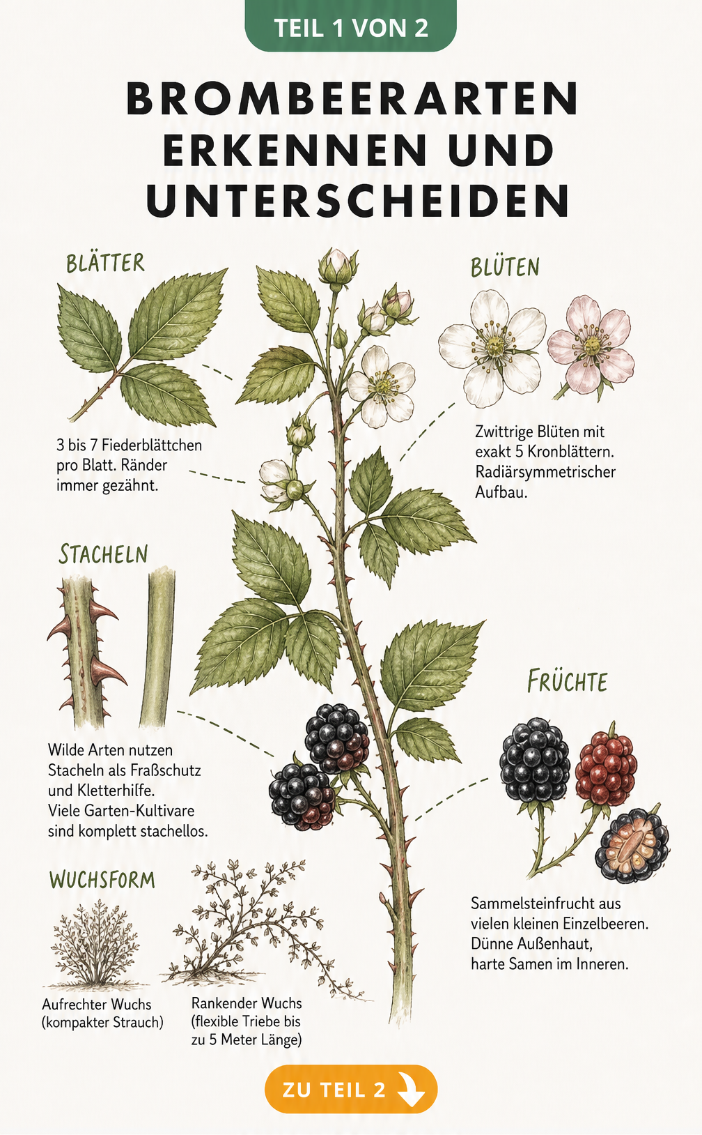 Botanische Lehrtafel mit detaillierten Zeichnungen von Brombeerblättern, Blüten, Stacheln, Früchten und Wuchsformen zur Unterscheidung der Arten.