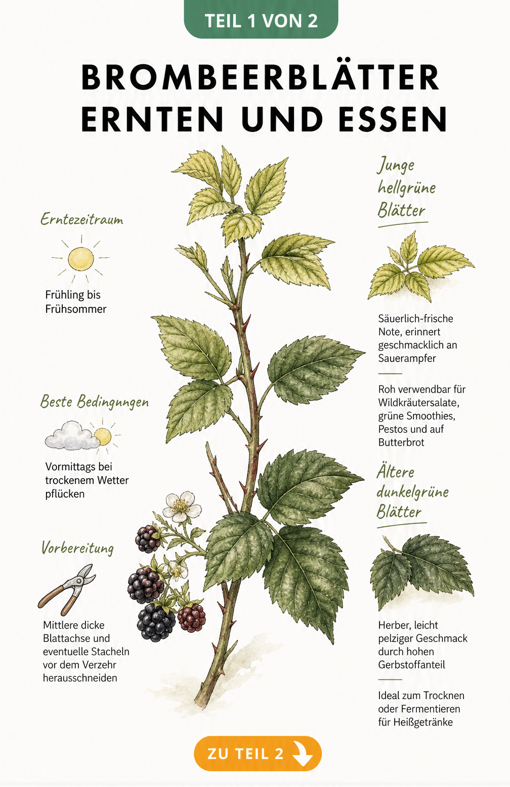Botanische Illustration eines Brombeerzweigs mit Hinweisen zu Erntezeit, Bedingungen und kulinarischer Verwendung von jungen und älteren Blättern.