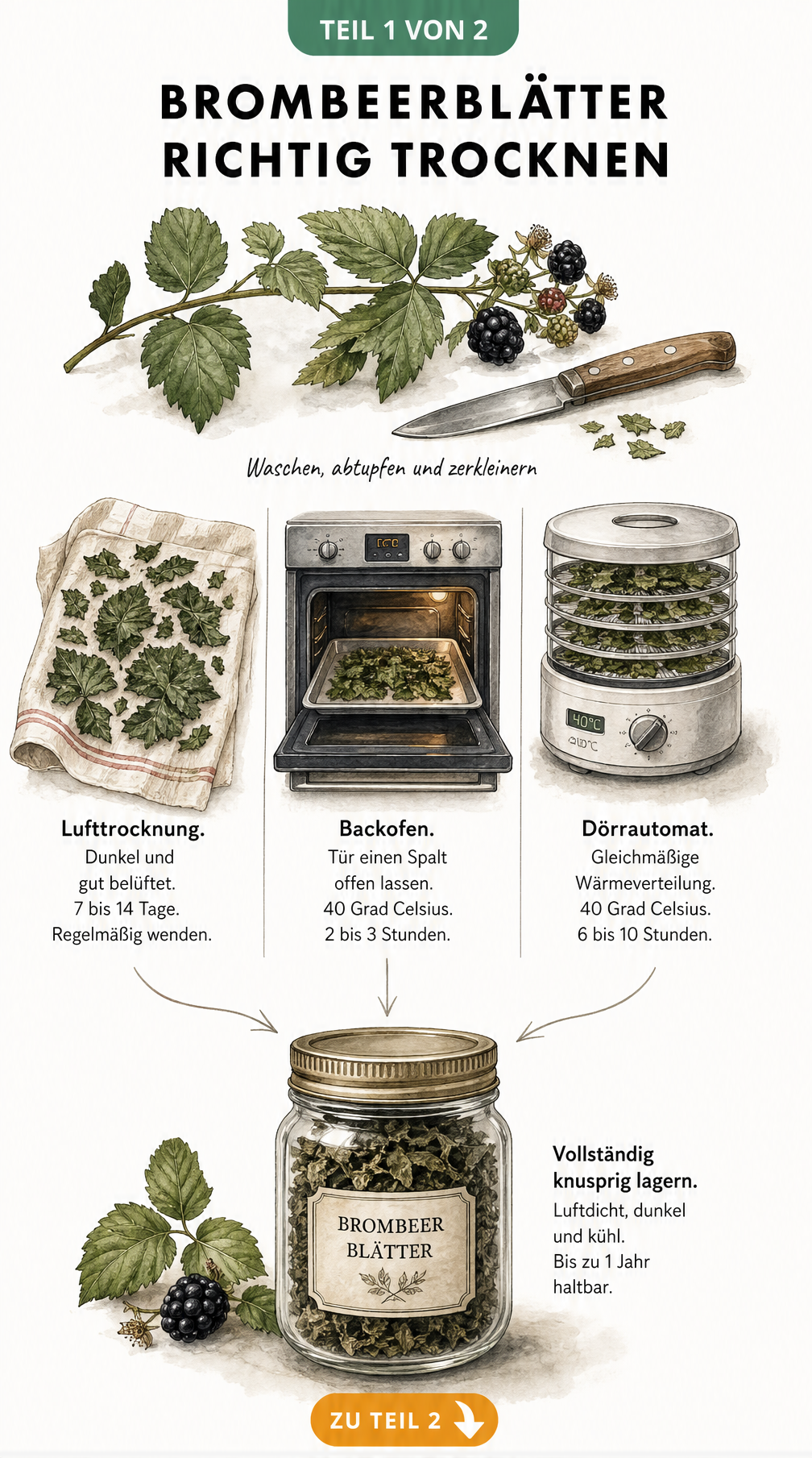 Illustration der drei Methoden zum Trocknen von Brombeerblättern: Lufttrocknung, Backofen und Dörrautomat