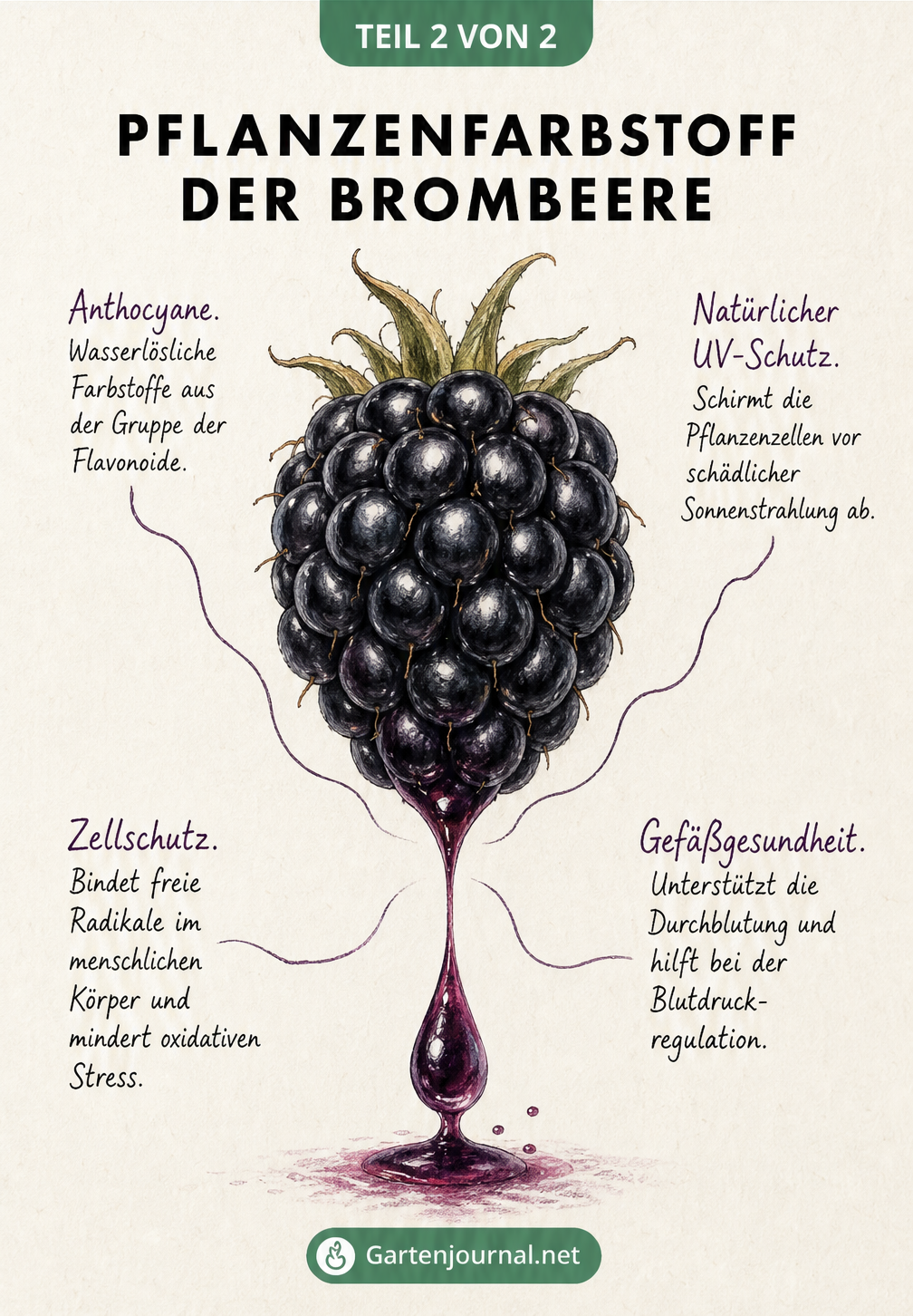 Hyperrealistische Zeichnung einer schwarz-violetten Brombeere mit einem herabfallenden Safttropfen und Erklärungen zu Anthocyanen
