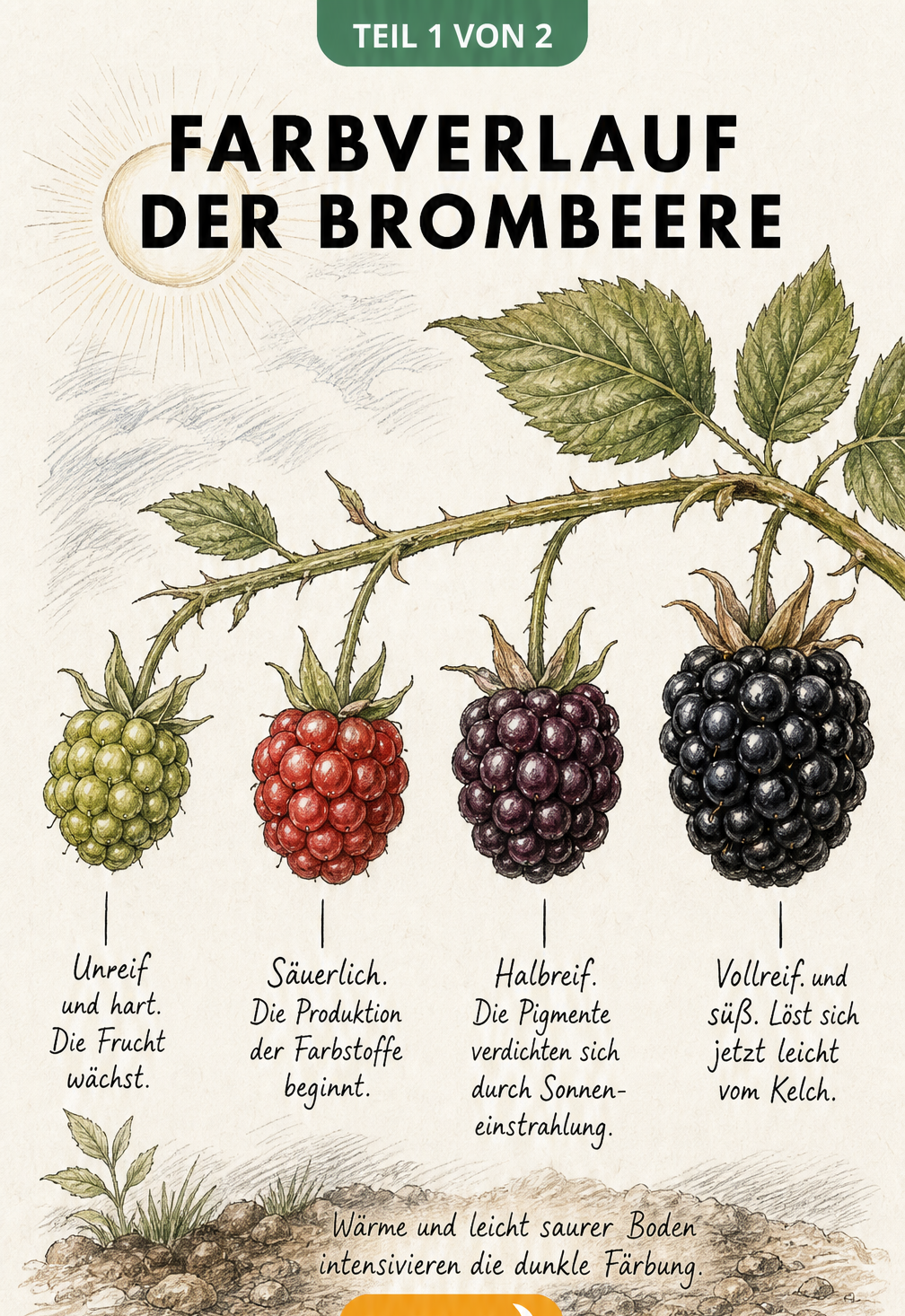 Botanische Illustration eines Brombeerzweigs mit vier Beeren in verschiedenen Reifestadien von grün bis schwarz