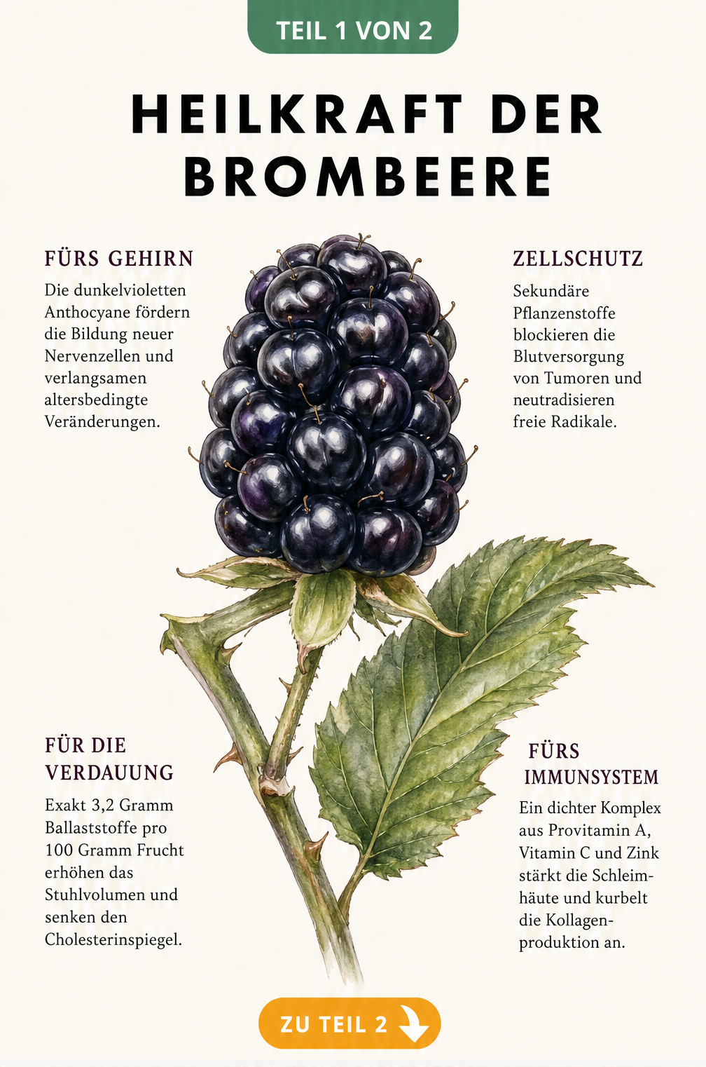 Botanische Illustration einer Brombeere mit Texten zu Gehirn, Zellschutz, Verdauung und Immunsystem