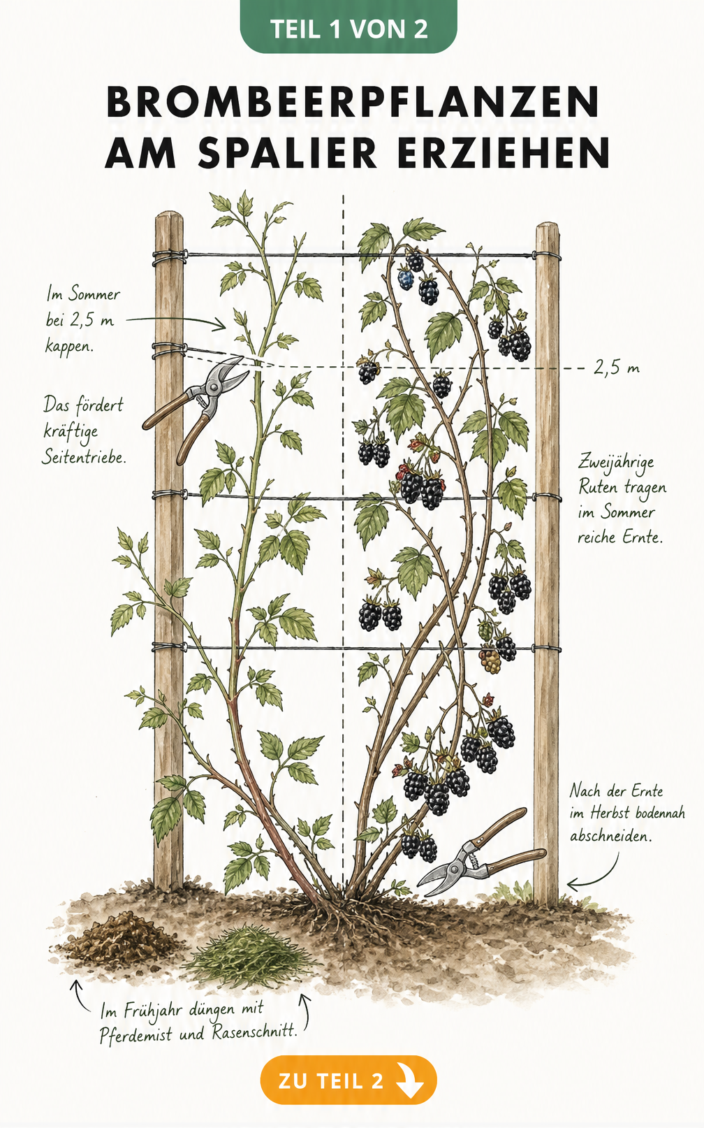 Botanische Illustration einer Brombeerpflanze am Holzspalier mit Markierungen für den Rückschnitt