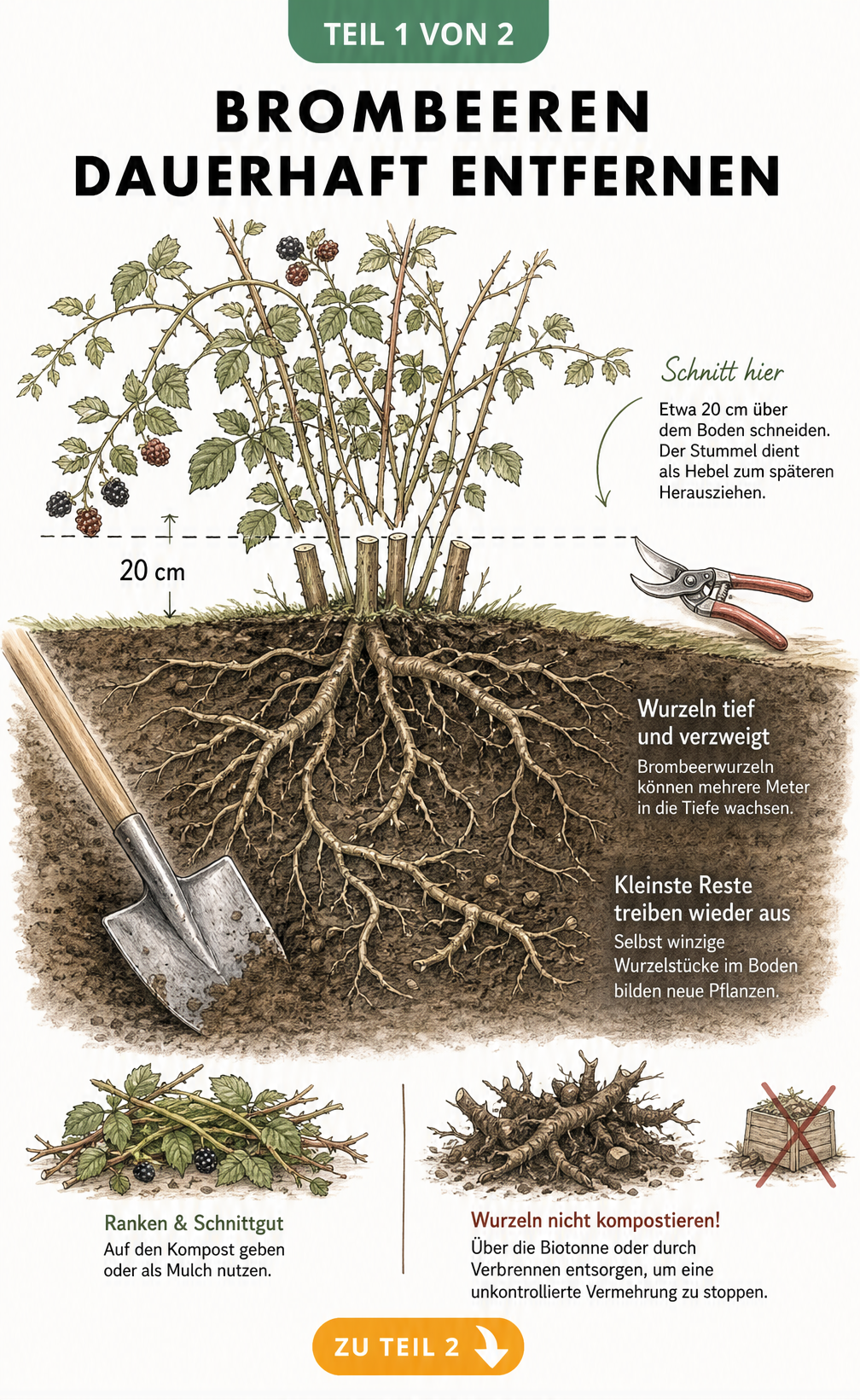 Botanische Schnittzeichnung einer Brombeerpflanze mit Schnittlinie 20 cm über dem Boden und Wurzelwerk im Erdreich