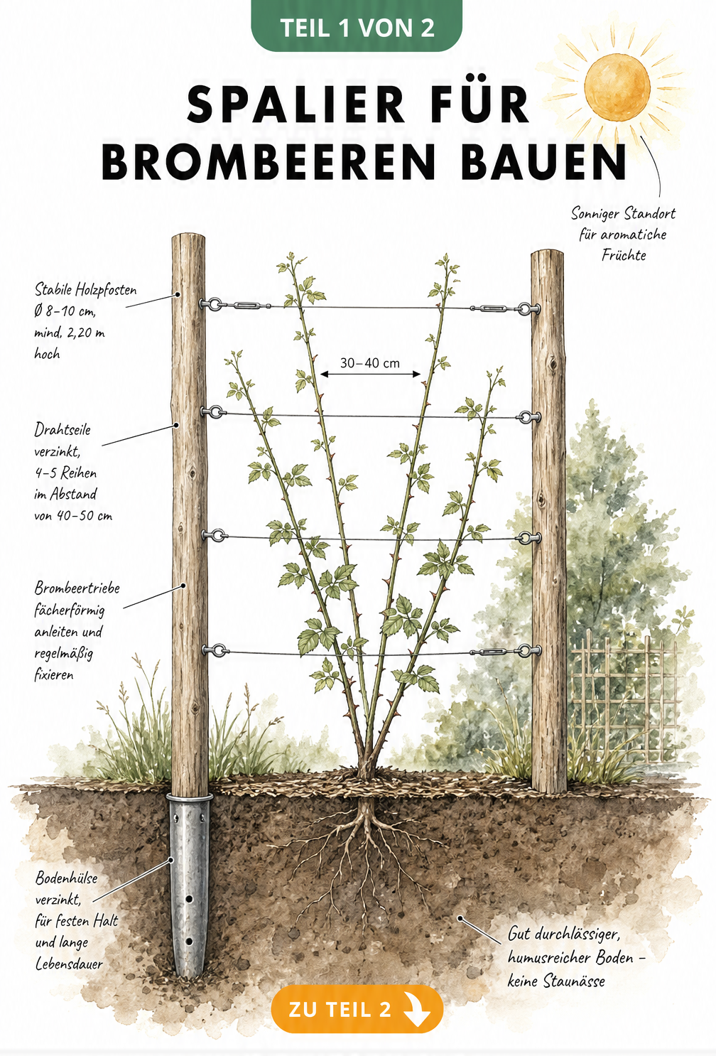 Illustration eines Drahtspaliers für Brombeeren mit Holzpfosten, Bodenhülse und fächerförmig angebundenen Trieben