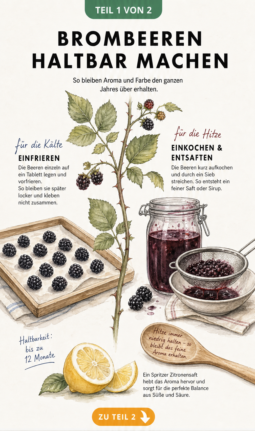 Illustration von Brombeeren auf einem Holztablett zum Einfrieren sowie Einweckglas und Küchensieb zum Einkochen und Entsaften