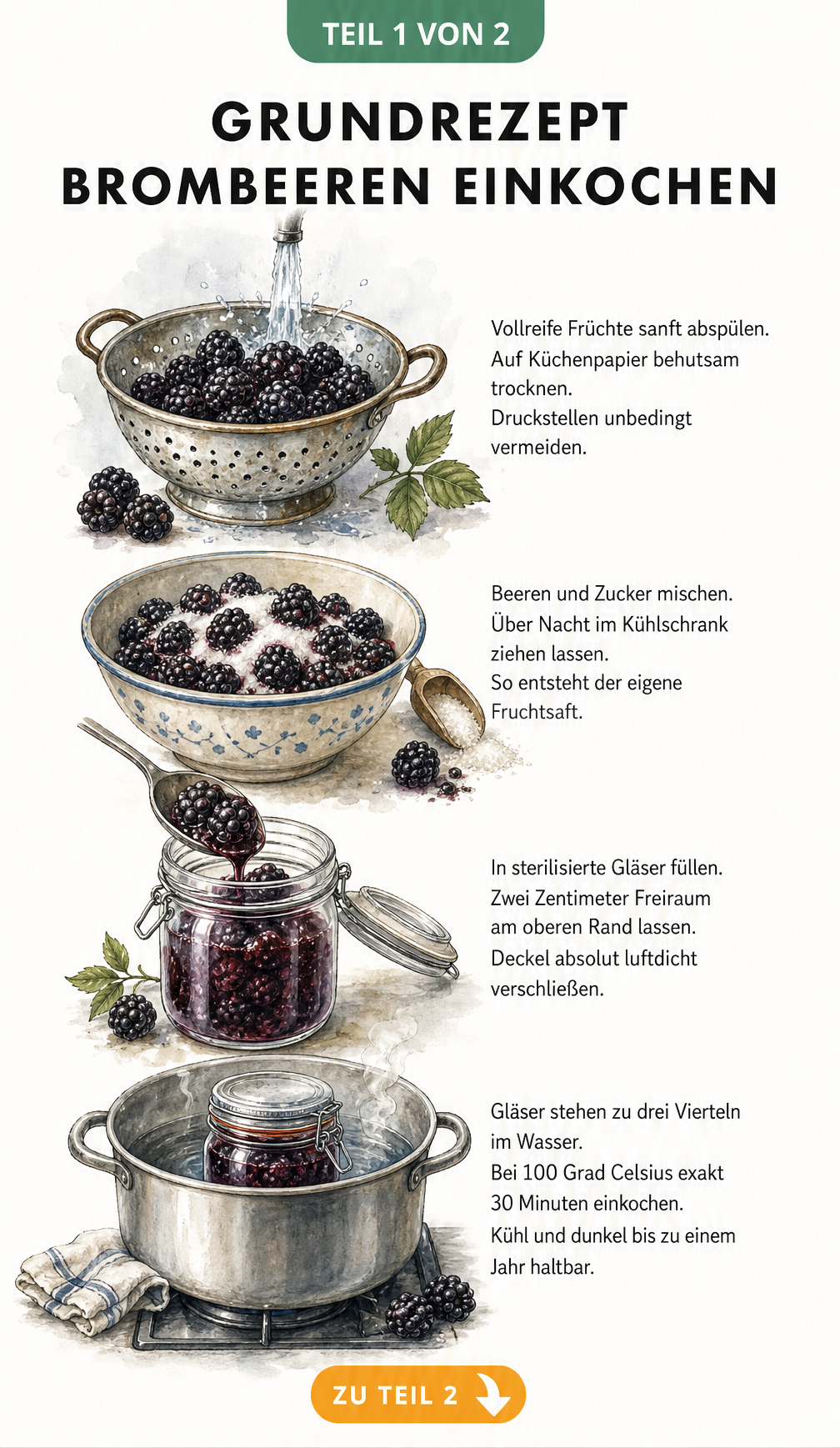 Aquarell-Illustration der vier Schritte zum Einkochen von Brombeeren: Waschen, Zuckern, Abfüllen und im Wasserbad einkochen.