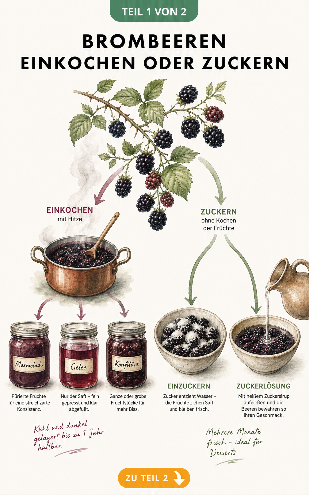 Illustration der Methoden zum Haltbarmachen von Brombeeren durch Einkochen zu Marmelade, Gelee und Konfitüre sowie durch Zuckern.