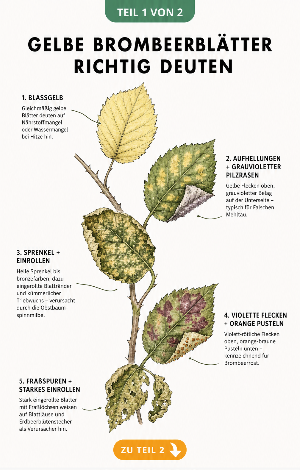 Illustration von Brombeerblättern mit verschiedenen Ursachen für gelbe Verfärbungen wie Nährstoffmangel, Mehltau, Spinnmilben, Brombeerrost und Blattläuse