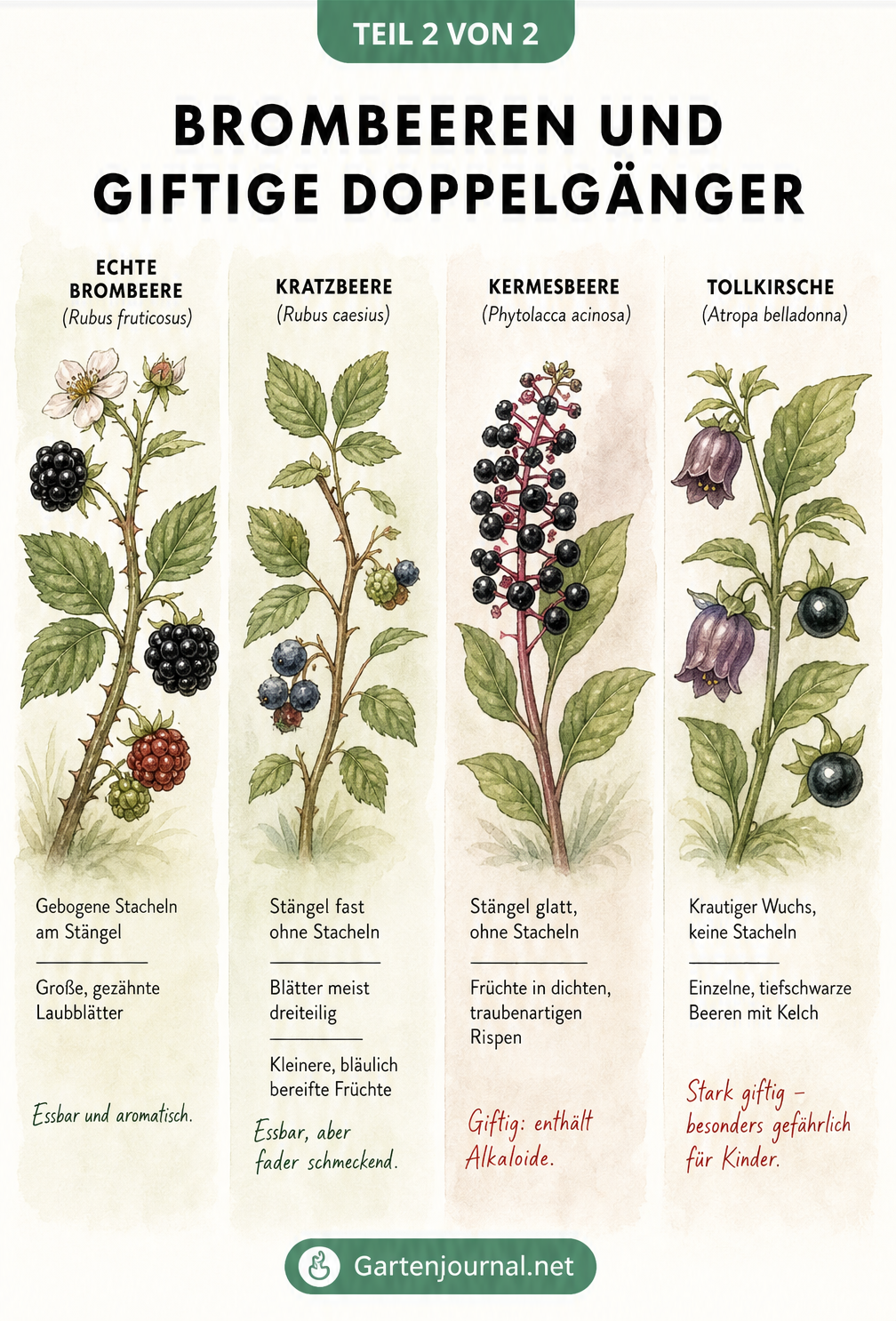 Botanische Illustration von echter Brombeere, Kratzbeere, Kermesbeere und Tollkirsche mit Unterscheidungsmerkmalen