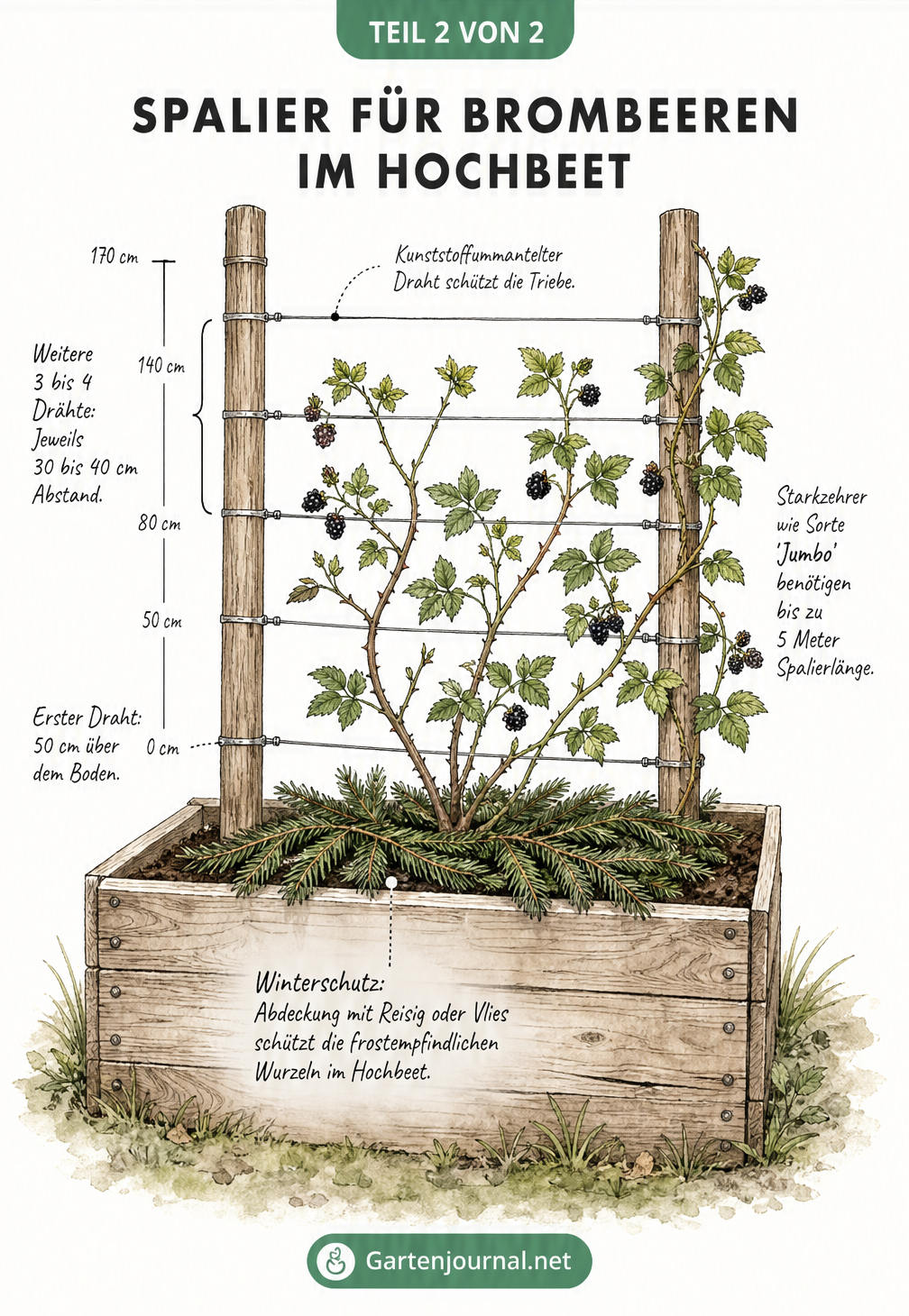 Frontalansicht eines Hochbeets mit einer ausgewachsenen Brombeerpflanze, die an einem Spalier aus Holzpfählen und Drähten rankt.