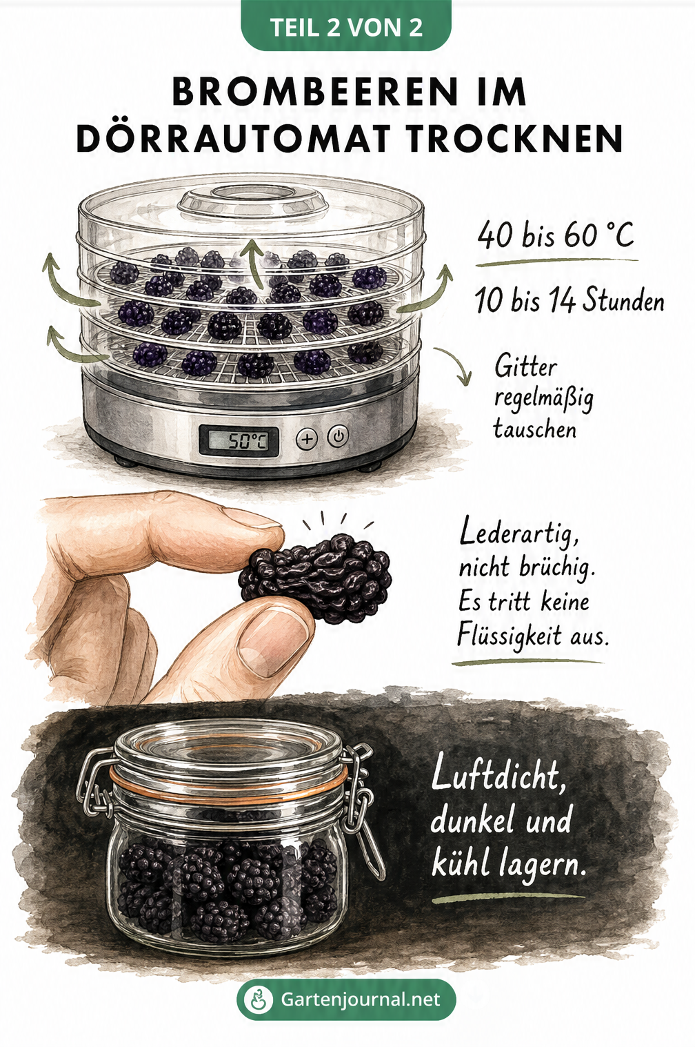 Illustration eines Dörrautomaten mit Brombeeren, Temperatur 40 bis 60 Grad, und einem Bügelglas zur Lagerung