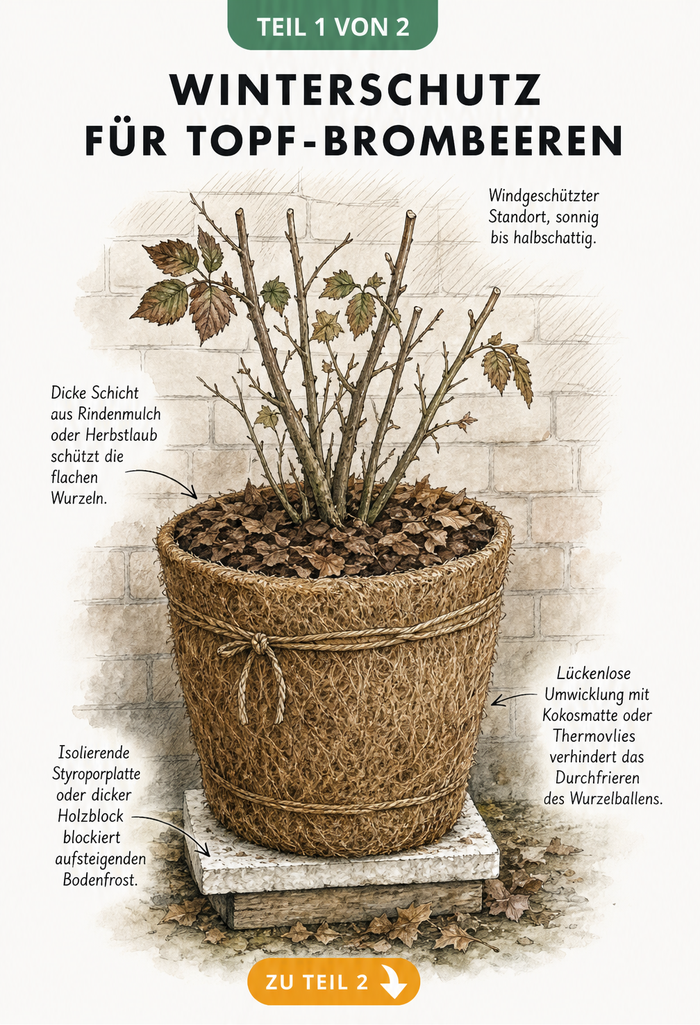 Botanische Illustration einer Brombeerpflanze im Kübel mit Winterschutz-Maßnahmen wie Kokosmatte, Rindenmulch und Styroporplatte
