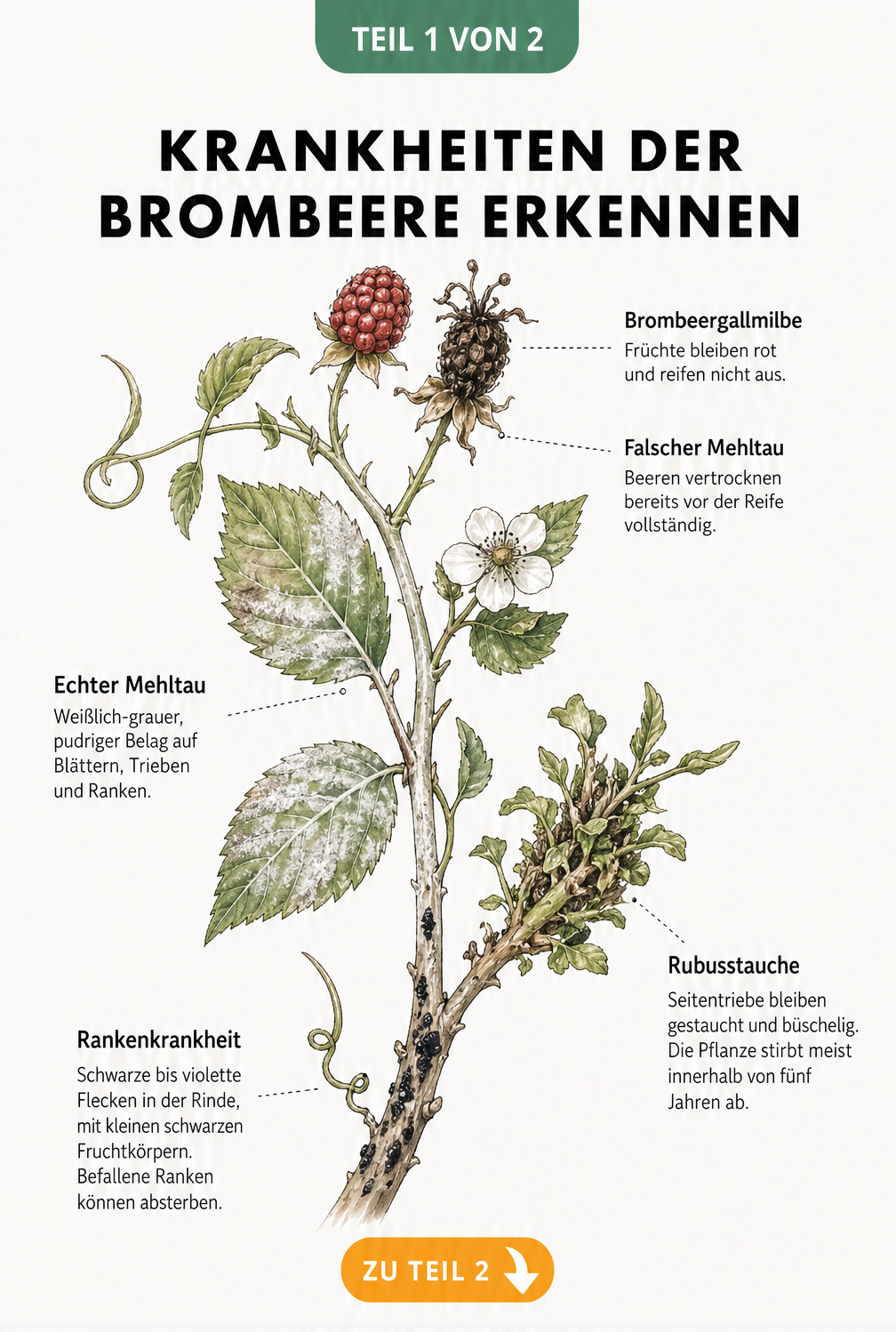 Botanische Illustration eines Brombeerzweigs mit typischen Schadbildern wie Brombeergallmilbe, Mehltau, Rankenkrankheit und Rubusstauche.