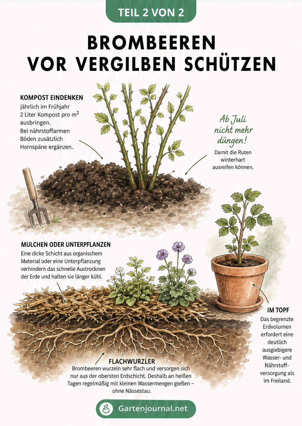 Querschnitt eines Brombeerstrauchs mit flachen Wurzeln, Mulchschicht, Kompostdüngung und einer Topfpflanze