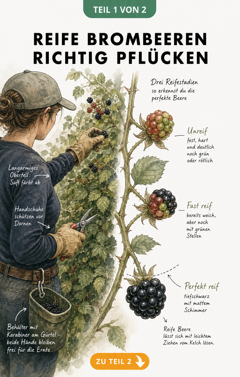 Illustration einer Person beim Brombeeren pflücken mit Gürtelbehälter und Zweig mit reifen und unreifen Beeren