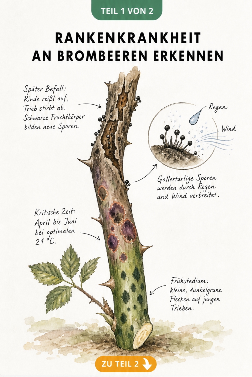 Handgezeichnete Illustration eines Brombeertriebs mit Symptomen der Rankenkrankheit in verschiedenen Stadien