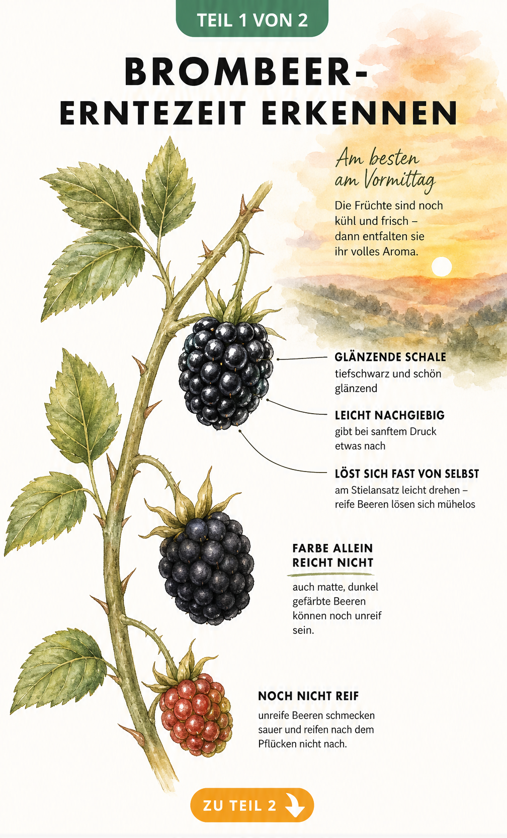 Botanische Illustration eines Brombeerzweigs mit drei Beeren in verschiedenen Reifestadien, die den Reifeprozess von rot bis tiefschwarz und glänzend zeigen.