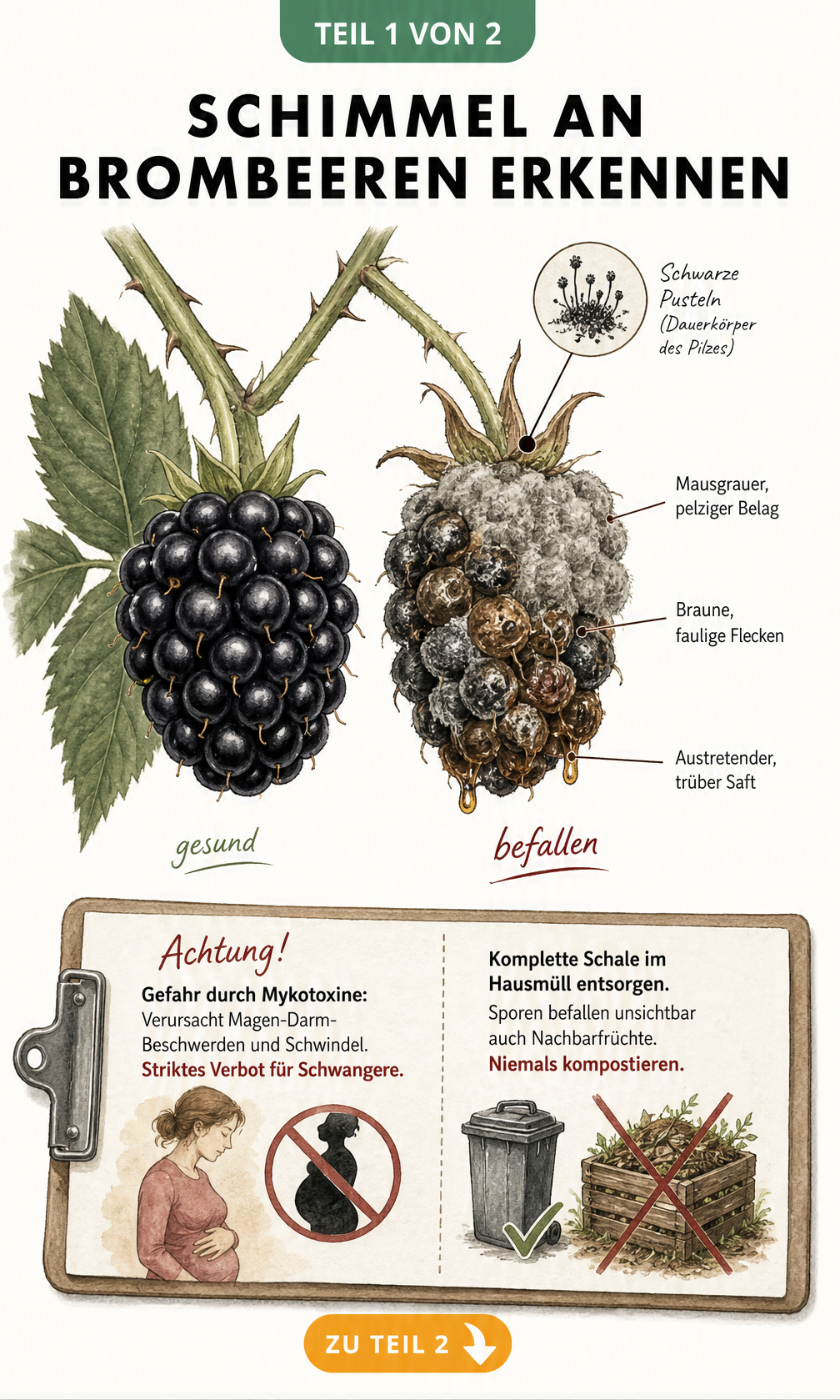 Botanische Illustration einer gesunden Brombeere im Vergleich zu einer mit Grauschimmel befallenen Beere mit mausgrauem Belag und braunen Flecken.