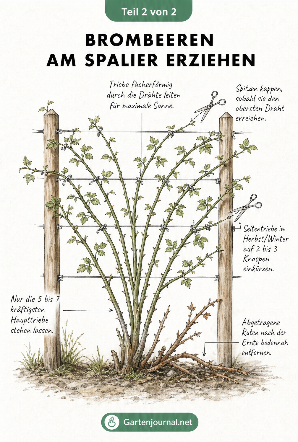 Illustration einer Brombeerpflanze am Spalier mit Markierungen für den richtigen Schnitt und das Anbinden der Triebe