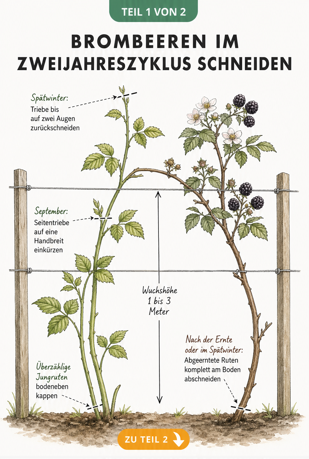 Botanische Illustration eines Brombeerstrauchs am Spalier, die den Schnitt von ein- und zweijährigen Trieben zeigt.
