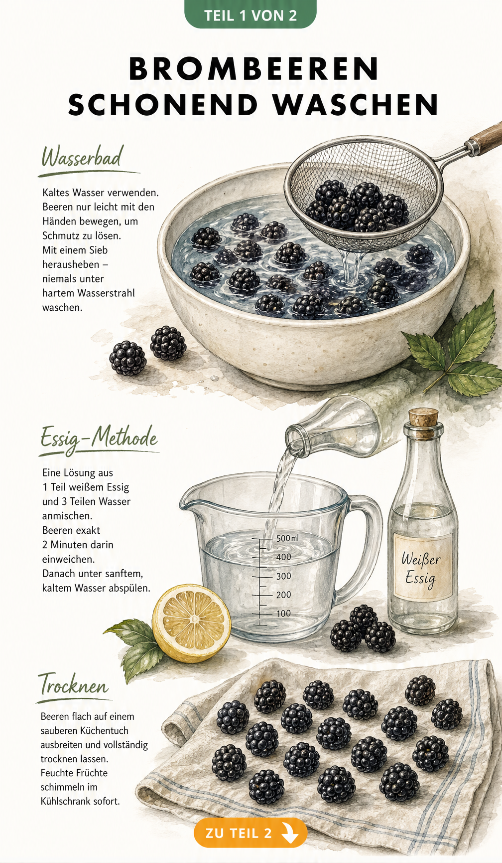 Aquarell-Illustration: Brombeeren schonend im Wasserbad und mit Essig waschen sowie auf einem Leinentuch trocknen