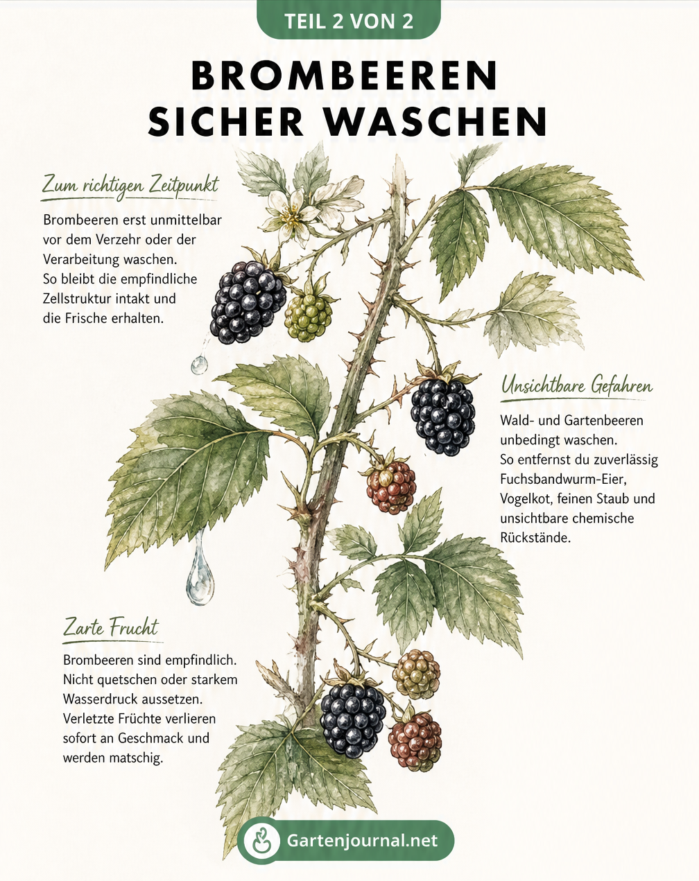 Botanische Illustration eines Brombeerzweigs mit Tipps zum sicheren Waschen vor dem Verzehr