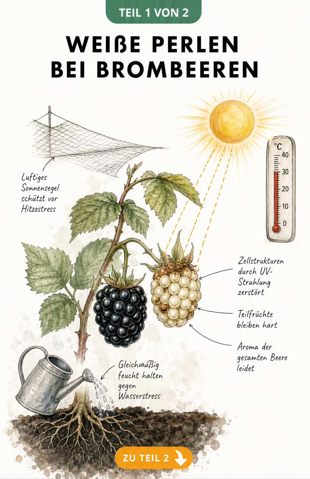 Illustration eines Brombeerzweigs mit einer gesunden schwarzen und einer durch Sonnenbrand geschädigten Beere mit weißen Perlen