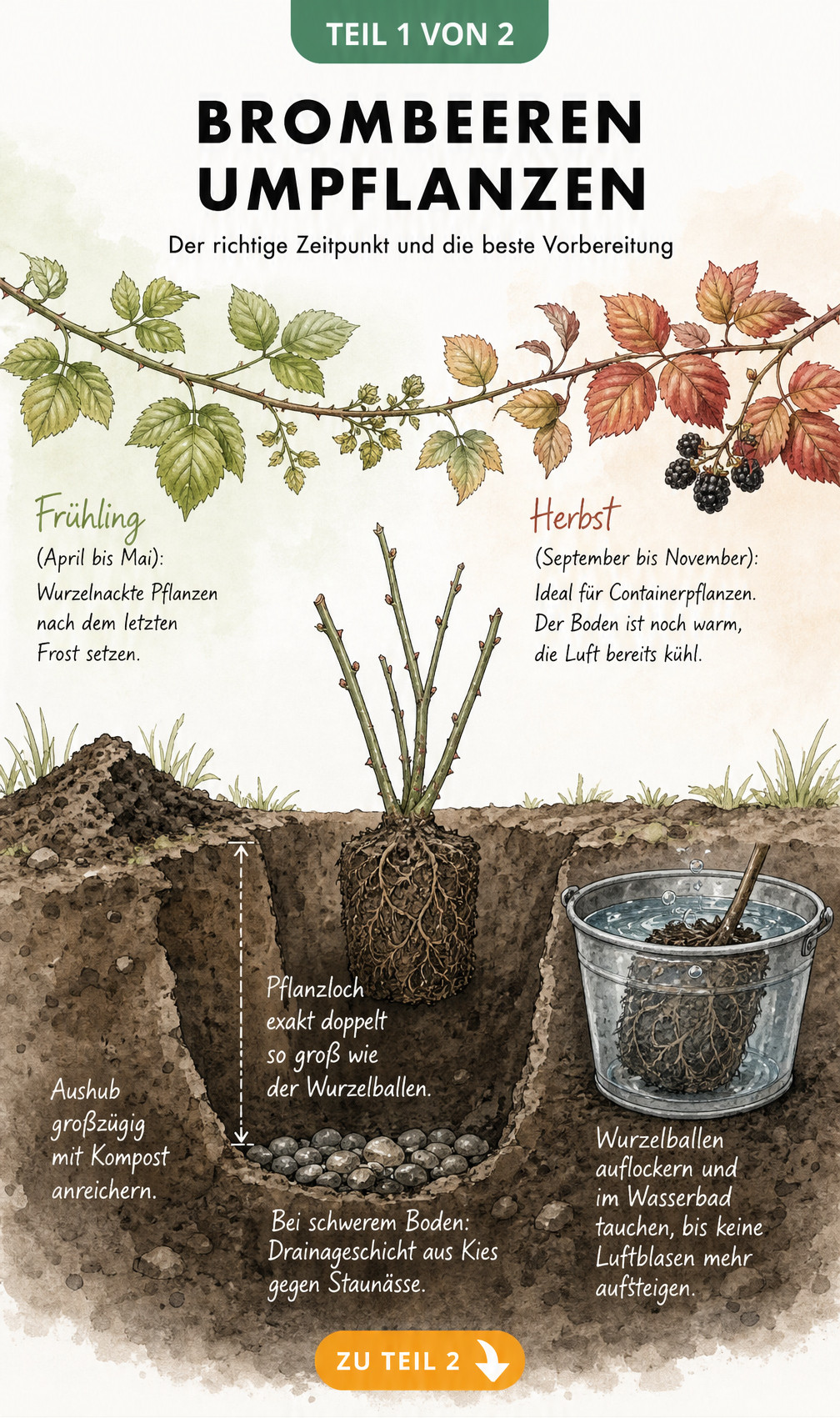 Botanische Illustration zum idealen Zeitpunkt und zur Bodenvorbereitung beim Umpflanzen von Brombeeren