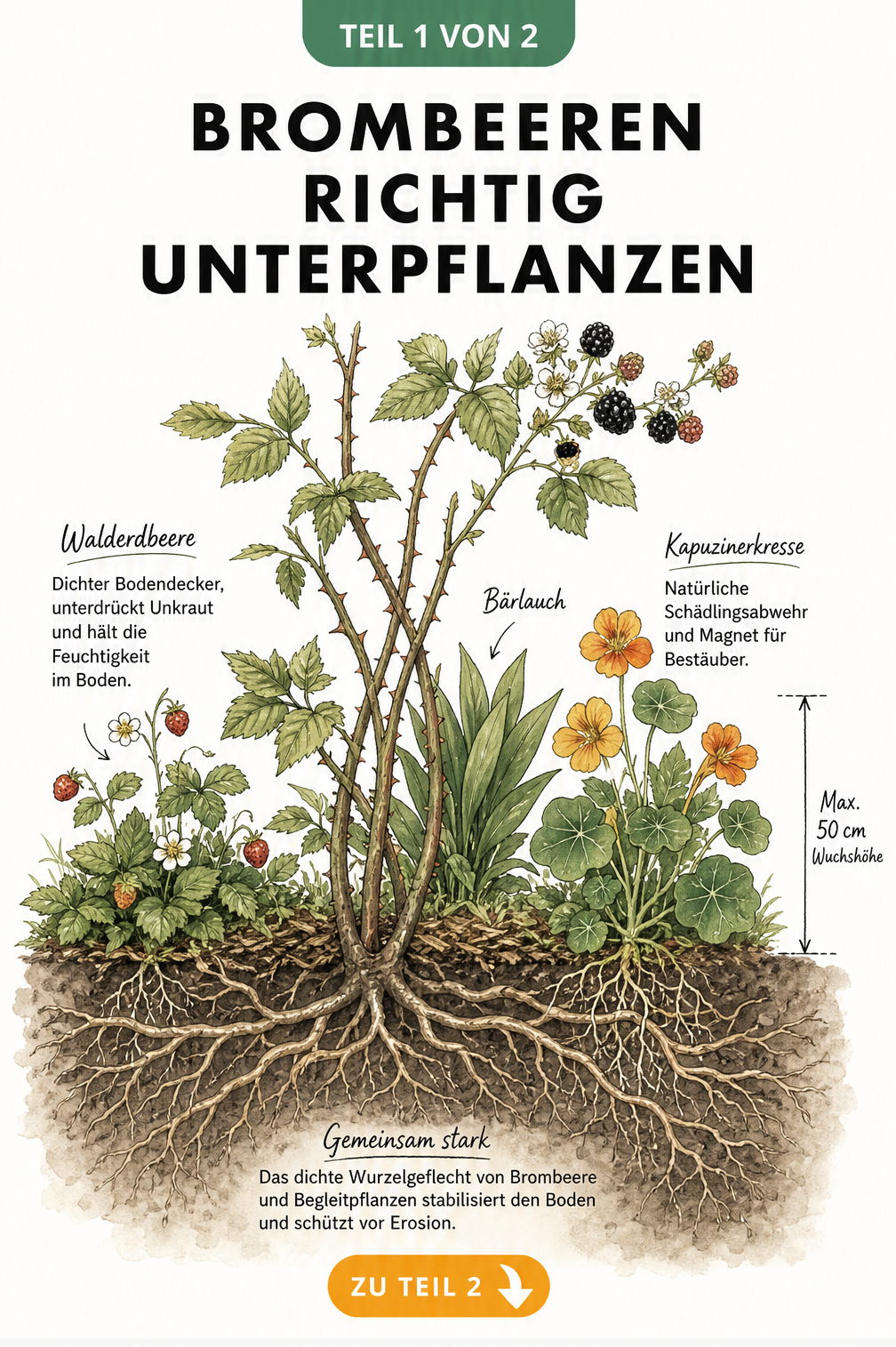 Illustration eines Brombeerstrauchs mit Walderdbeere und Kapuzinerkresse als Unterpflanzung