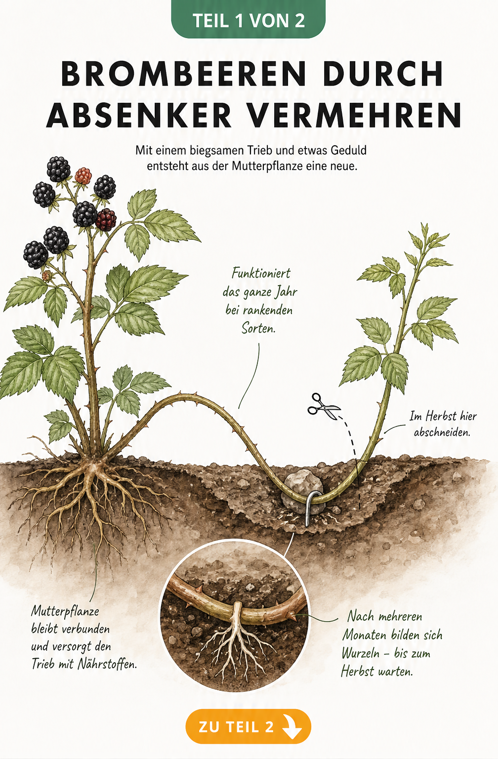 Illustration einer rankenden Brombeerpflanze, deren Trieb in die Erde gebogen und mit einem Stein fixiert ist, um Wurzeln zu bilden.