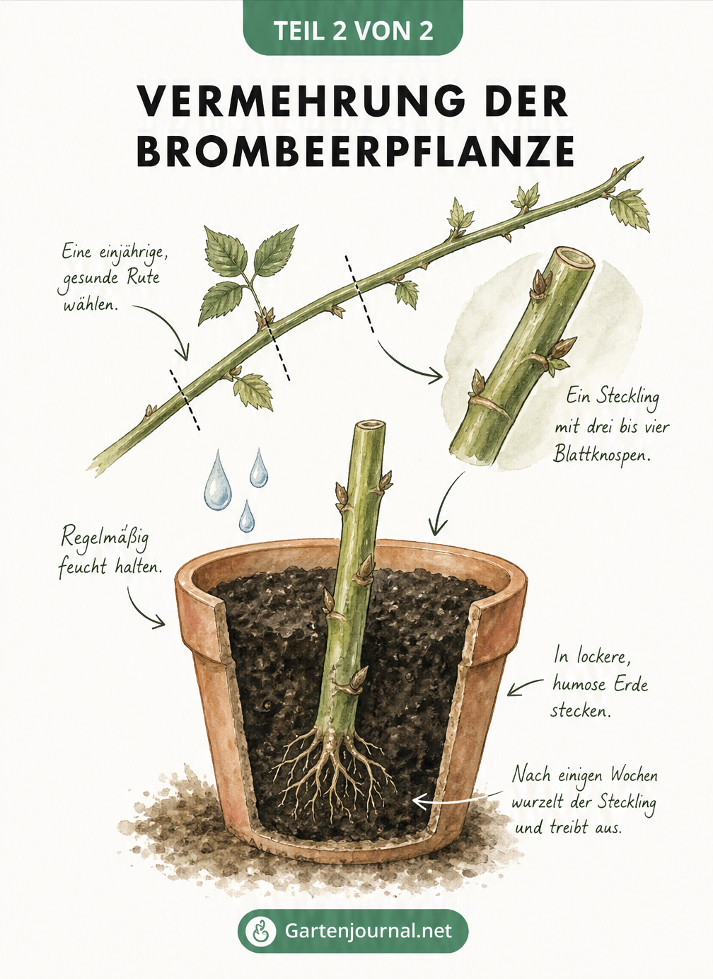 Illustration eines Brombeer-Stecklings mit Blattknospen in einem Terrakottatopfschnitt