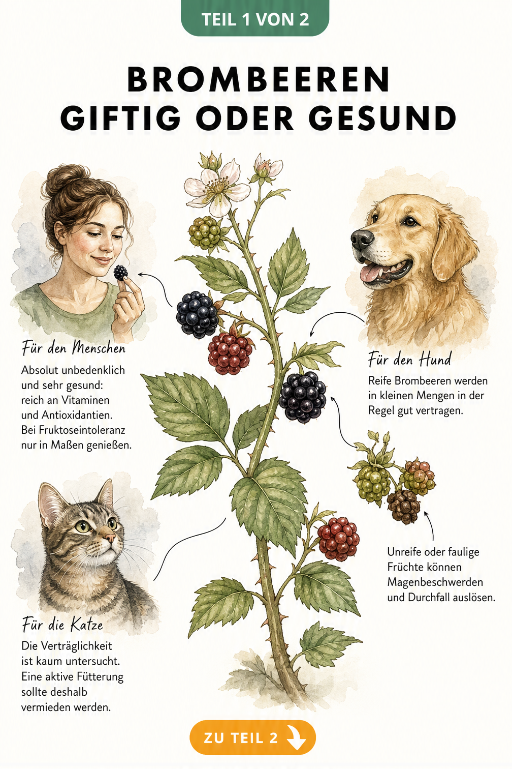Illustration eines Brombeerzweigs mit reifen und unreifen Früchten sowie Porträts von Mensch, Hund und Katze zur Verträglichkeit