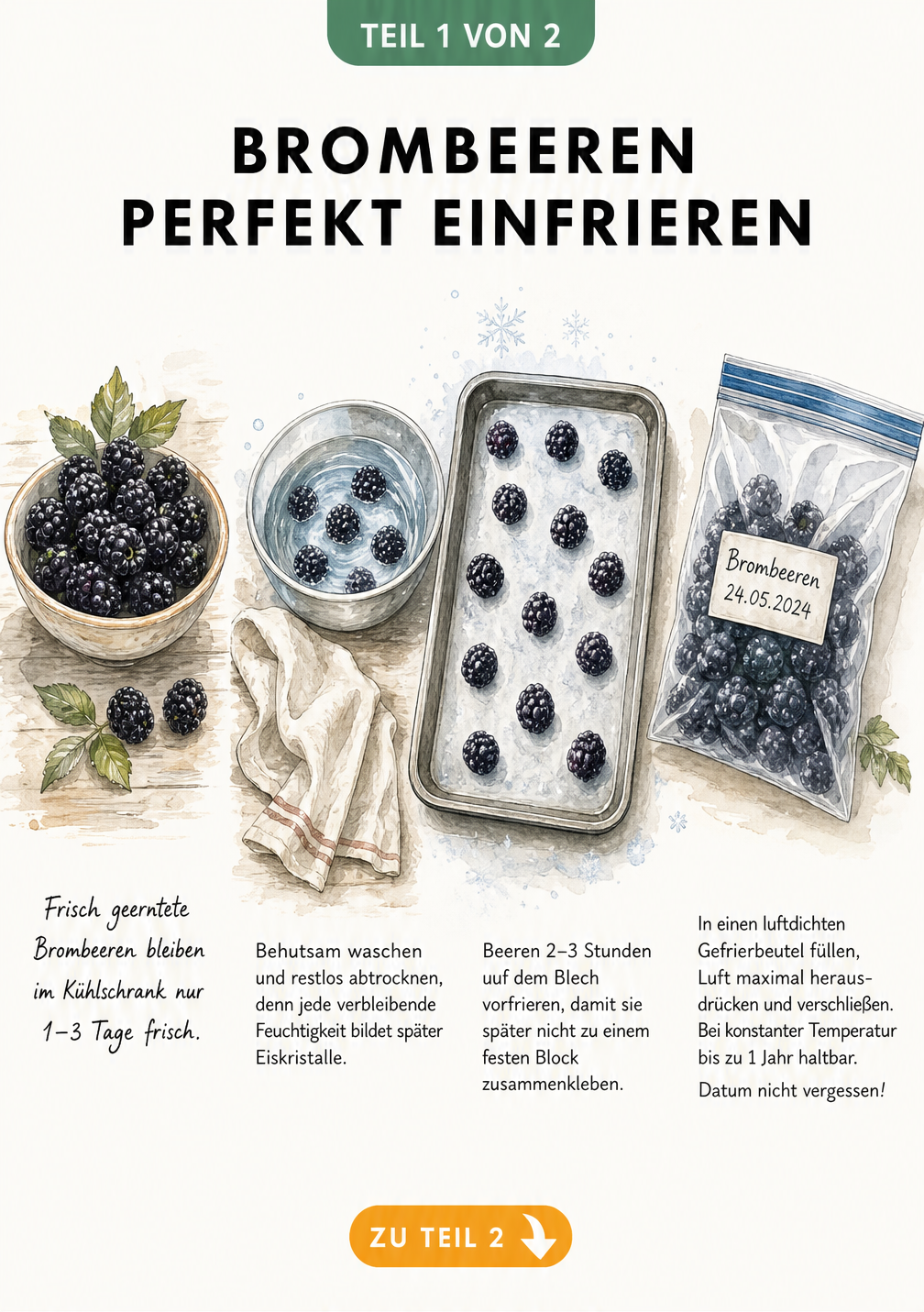 Illustration der Vorbereitung von Brombeeren zum Einfrieren: Waschen, Trocknen und Vorgefrieren auf einem Backblech.