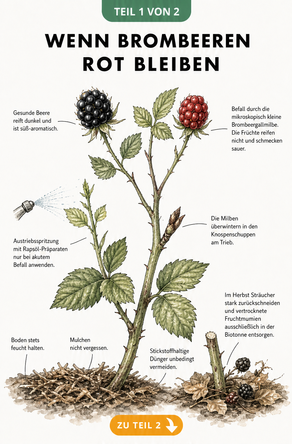 Botanische Illustration eines Brombeerzweigs mit einer gesunden schwarzen und einer harten roten Beere, die von der Brombeergallmilbe befallen ist, inklusive...